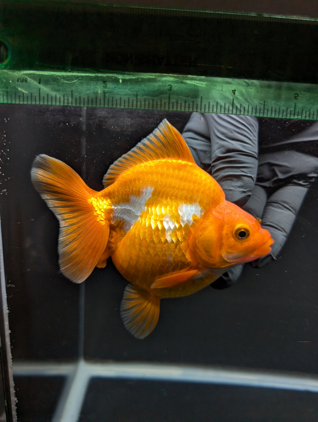Jumbo Ryukin Short Tail Red White 4.5" in. ID#828STR5B-002