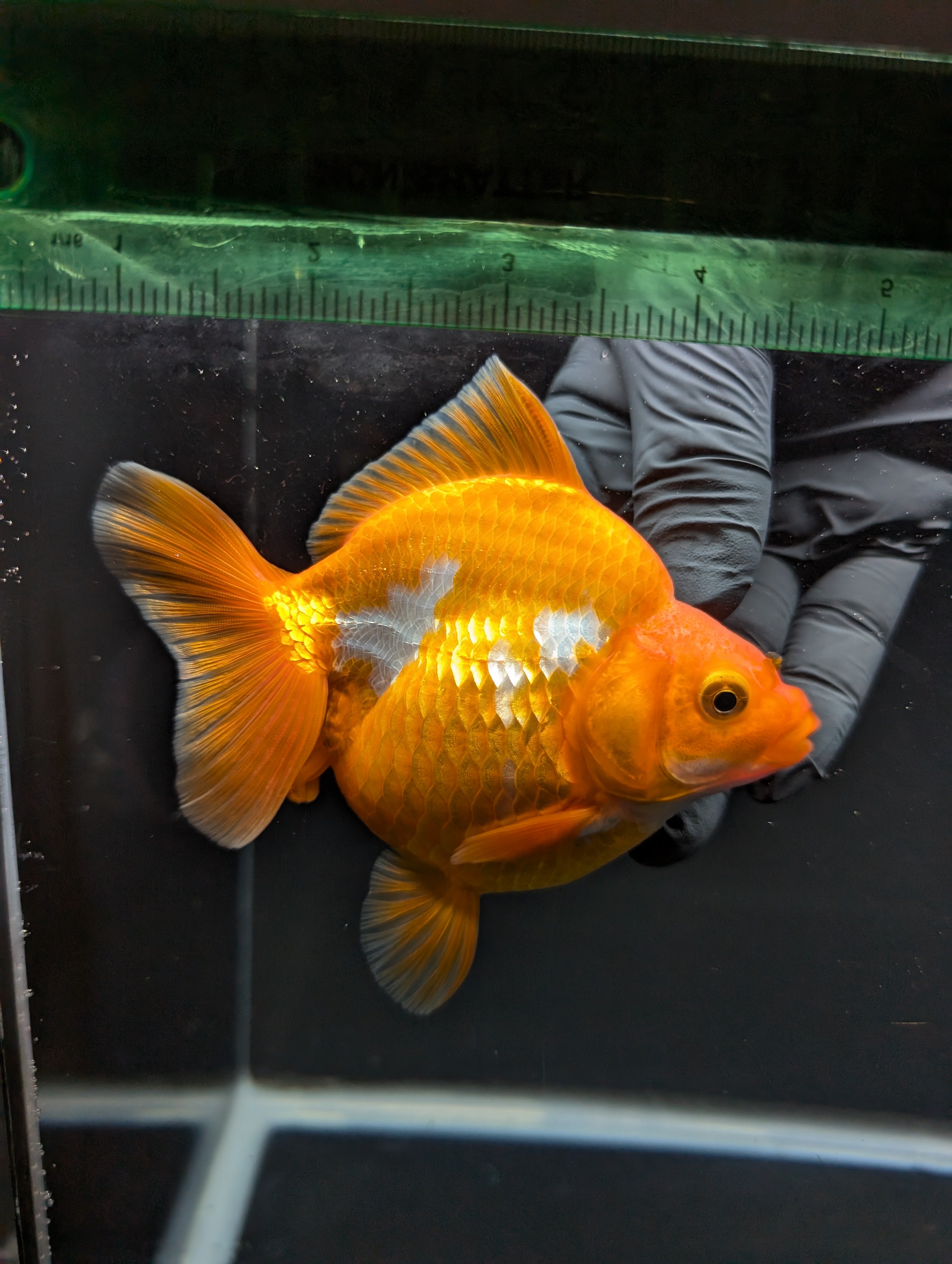 Jumbo Ryukin Short Tail Red White 4.5" in. ID#828STR5B-002