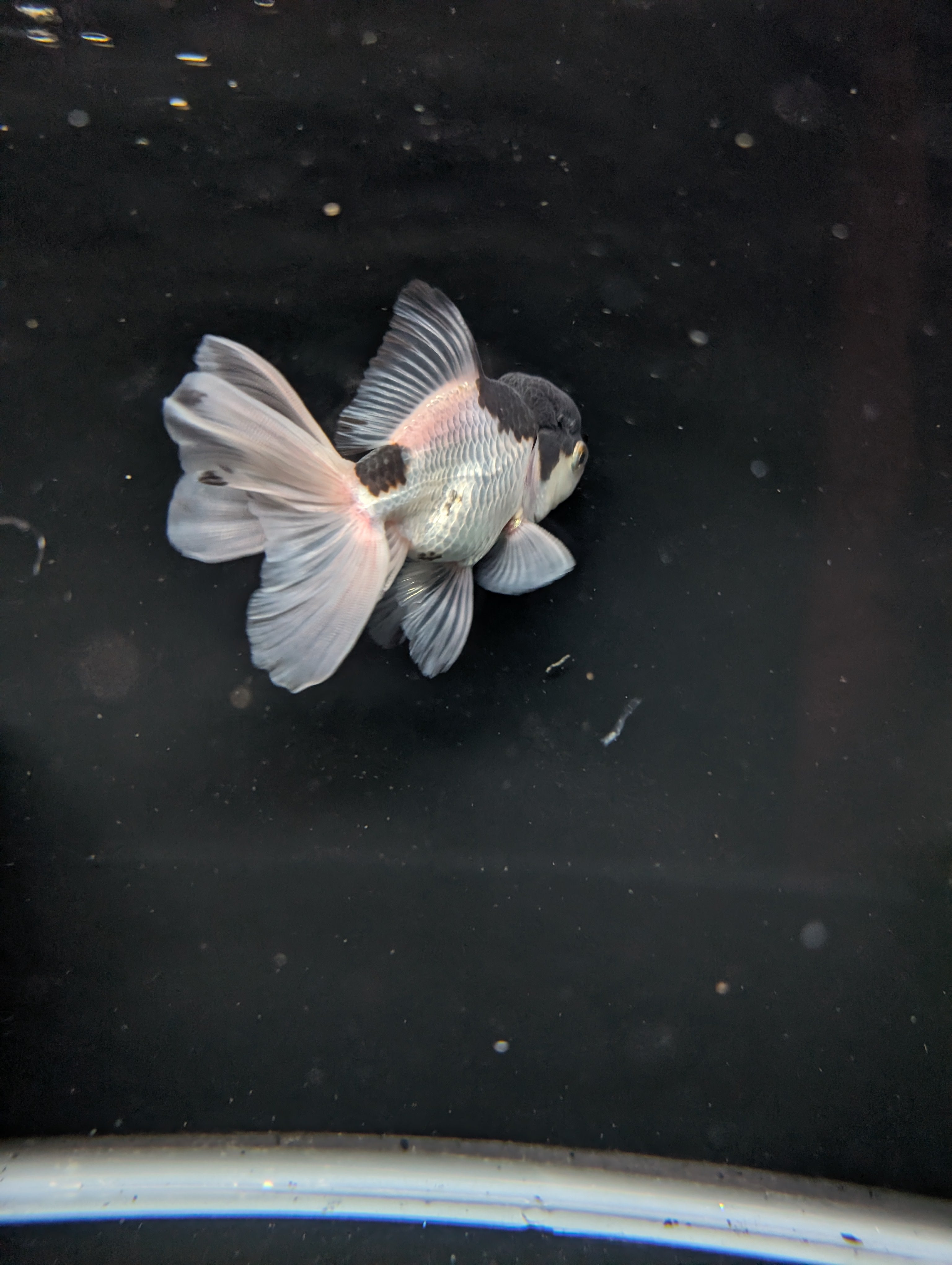 YOSHI *Boss 501 Juvenile Oranda Tricolor 3.5"-4" in.  ID#501T2A-008