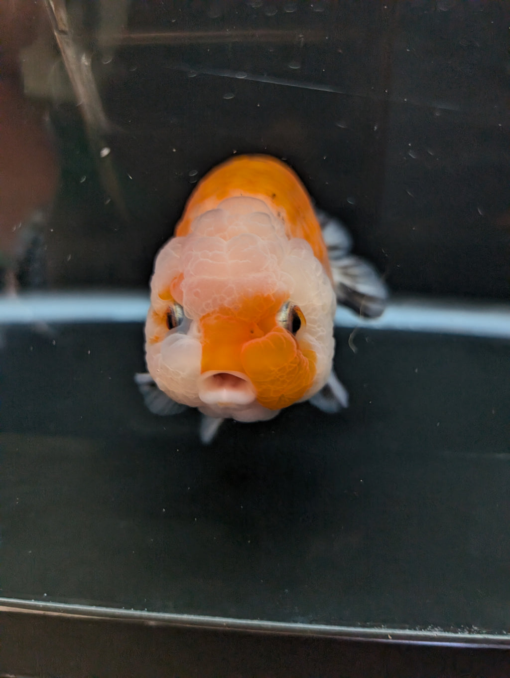 Jumbo Ranchu Sakura Calico 4.5"-5" in. ID#814R8A-022