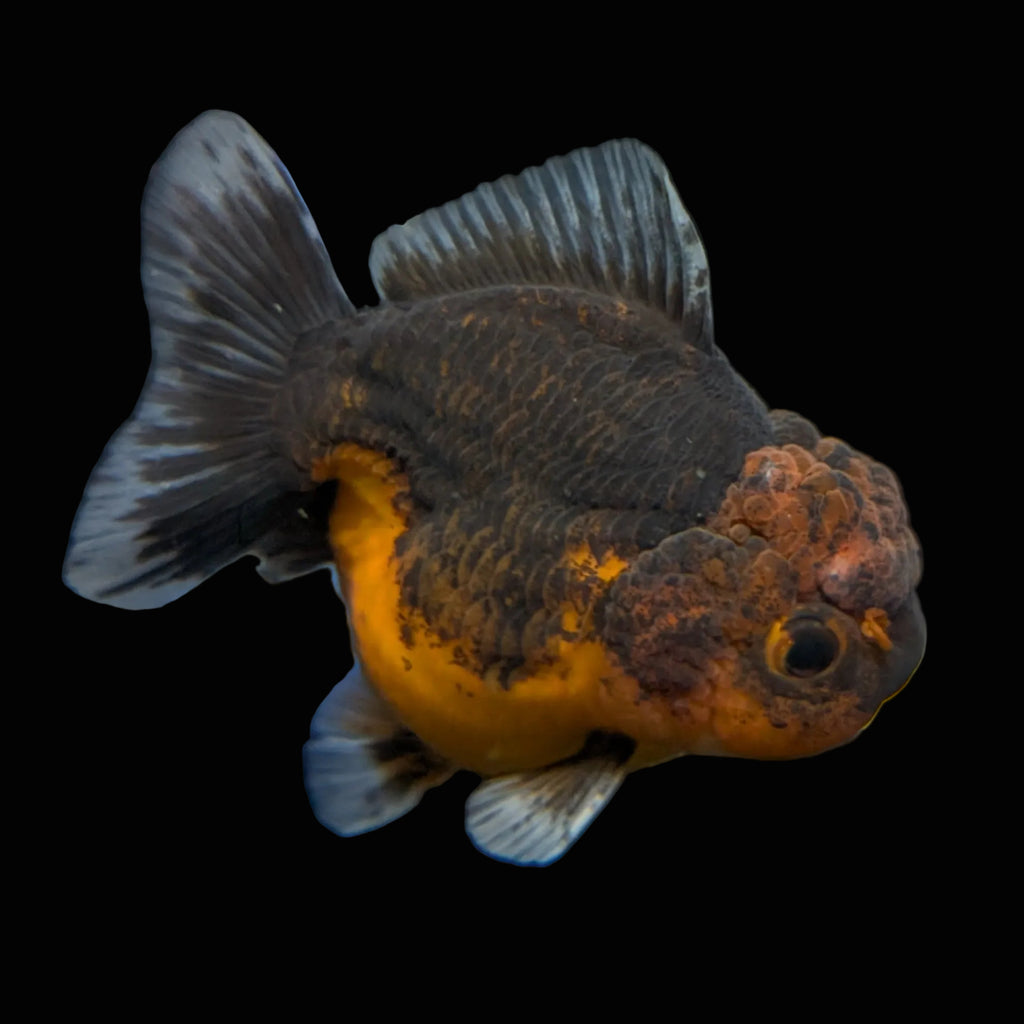 Thai Oranda Shogun Calico 3.5"-4" in. ID#626SG7A-002
