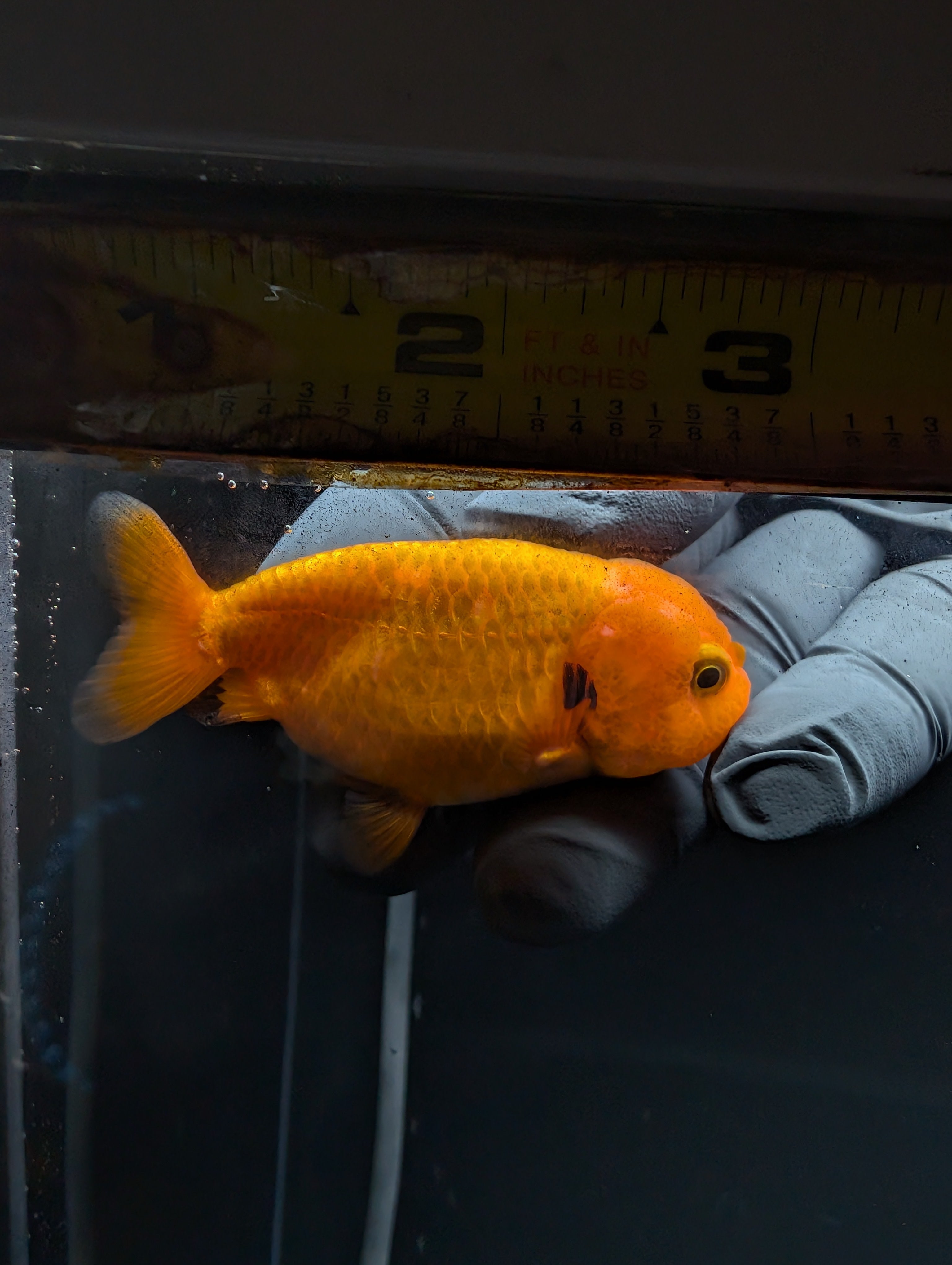 Baby Ranchu Red White 2.5"-3" in. ID#529R4A-055