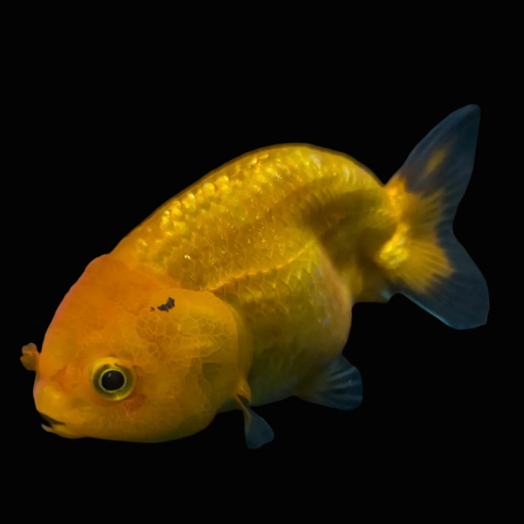 Ranchu Red Black 4"-4.5"in. ID#821R4A-056
