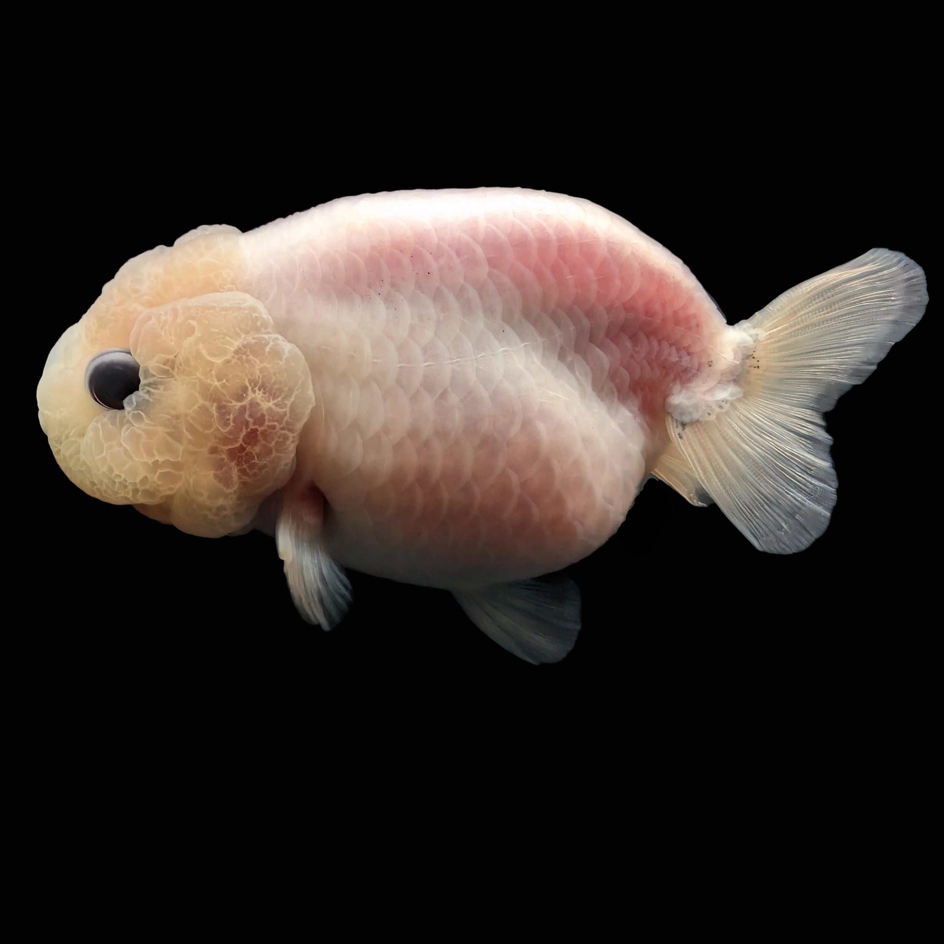Jumbo Ranchu Pearl White 3.5"-4" in. ID#626R8A-002