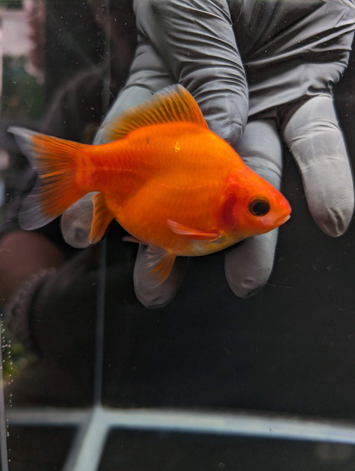Tamasaba Sakura 3.5"in. ID#1023TM1B-033
