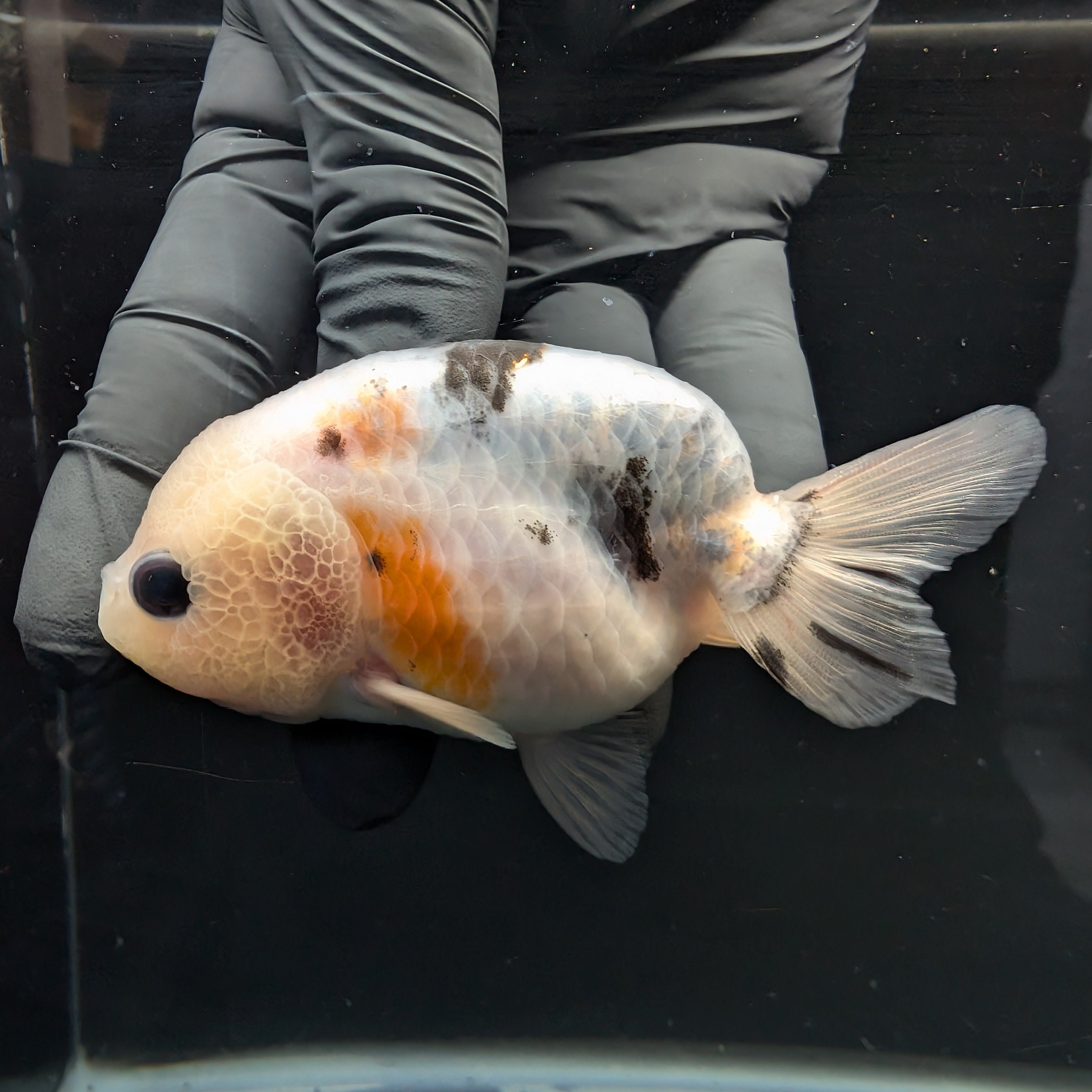 Jumbo Ranchu Calico 3.5"- 4" in. ID#717R8A-003