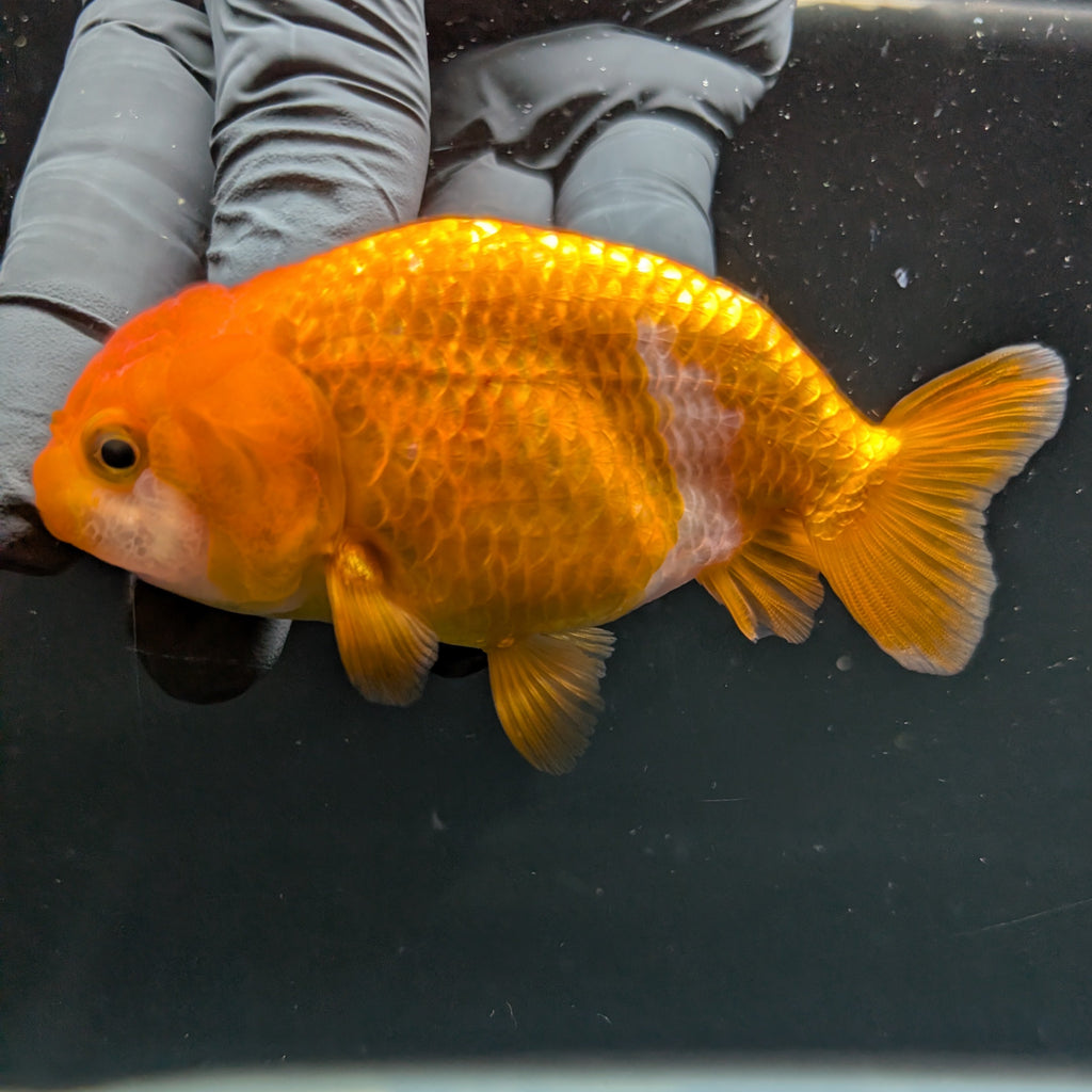 Ranchu Red White 3.5"-4"in. ID#828R4A-022
