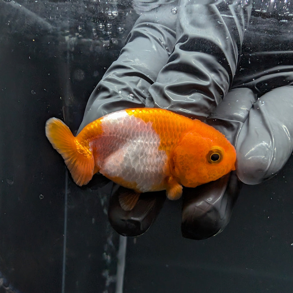 Baby Ranchu Red White 2.5"-3" in. ID#515R4A-008