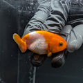 Baby Ranchu Red White 2.5"-3" in. ID#515R4A-008