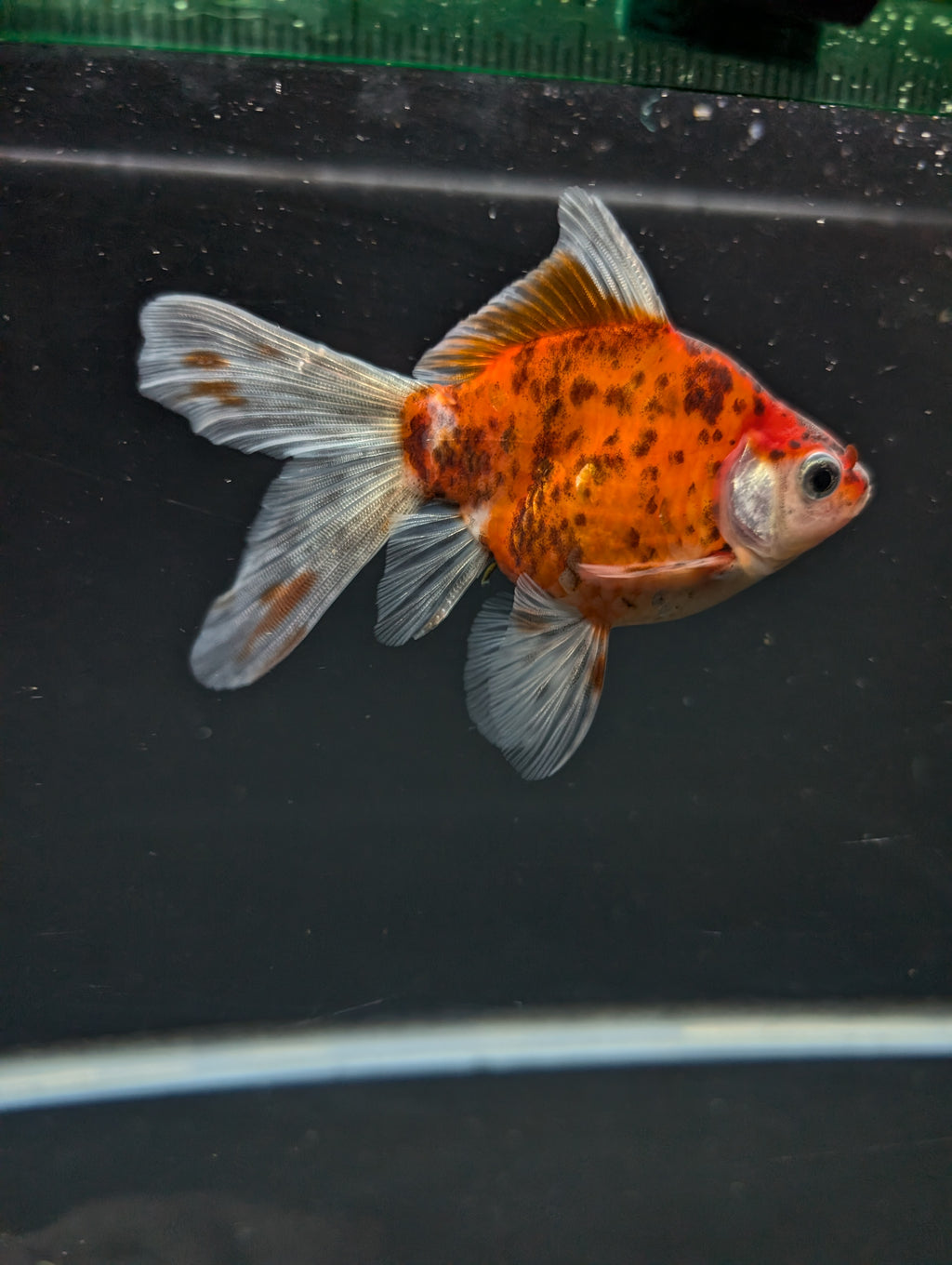 Tamasaba Calico 3"-3.5" in. ID#1009TM1B-010