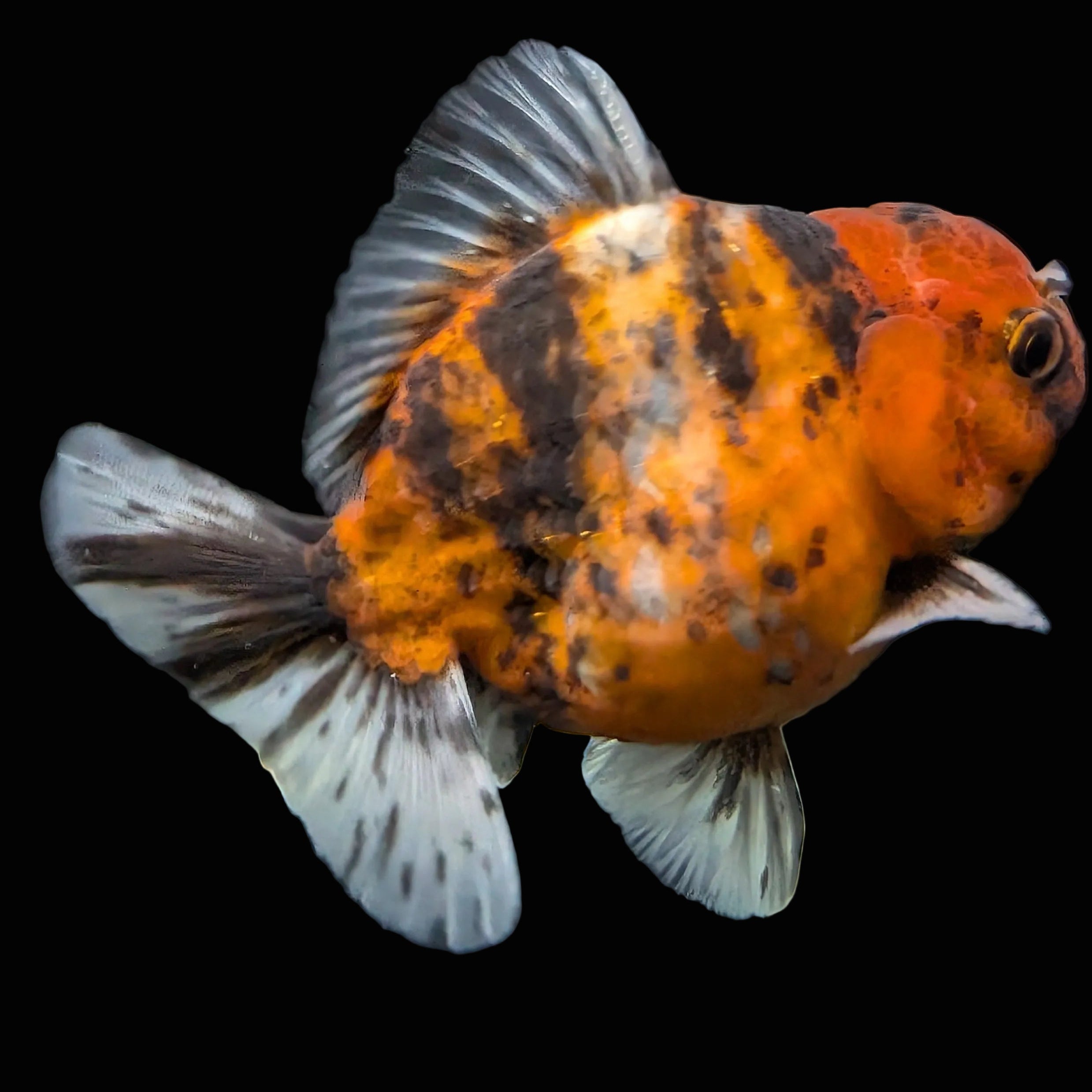Thai Oranda Shogun Tiger Calico 4" in. ID#626SG7A-004