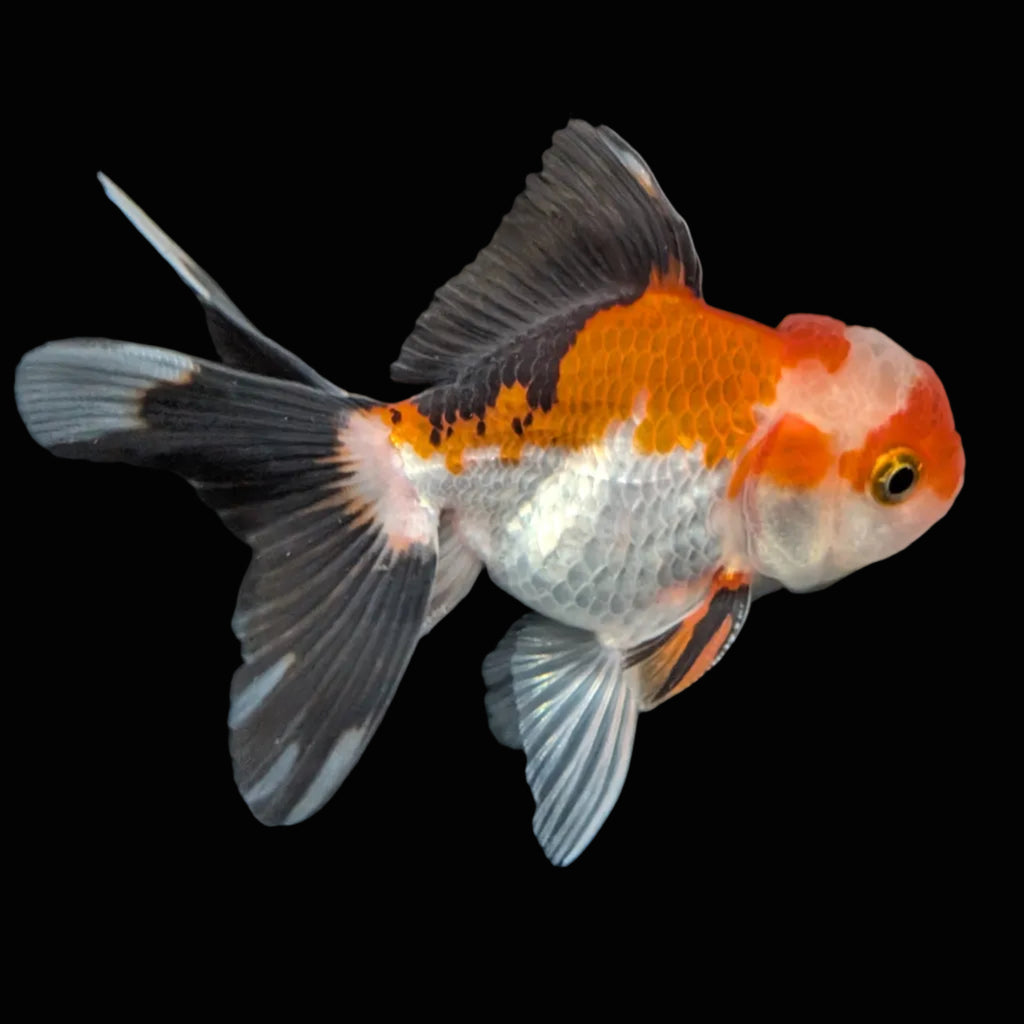 Juvenile Oranda Tricolor 3.5"-4" in.  ID#410T8A-018