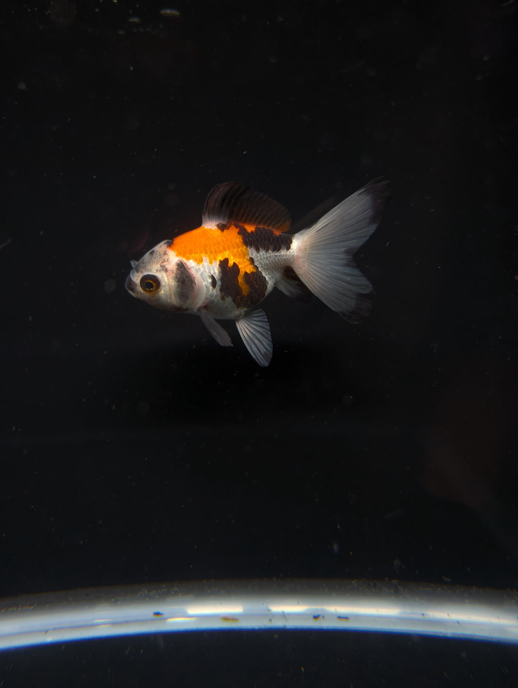 Juvenile Oranda  Tricolor 3"-3.5"in.  ID#619T1A-009