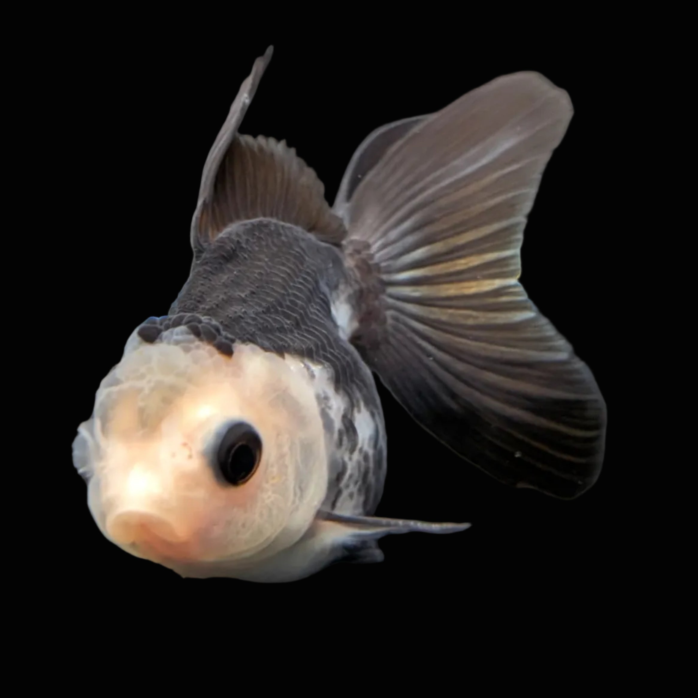 Thai Baby Oranda Panda 3"in.  ID#807T1A-005
