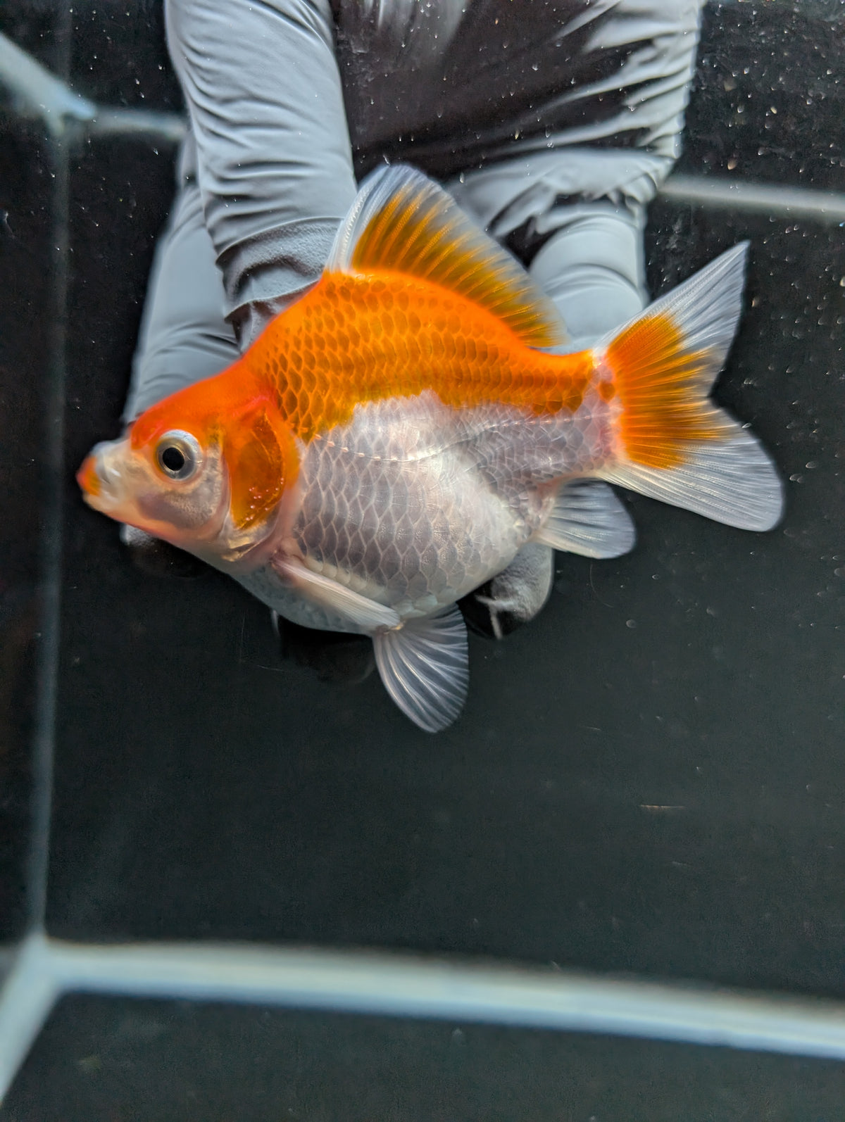 Tamasaba Red White 3"-3.5" in. ID#1009TM1B-006