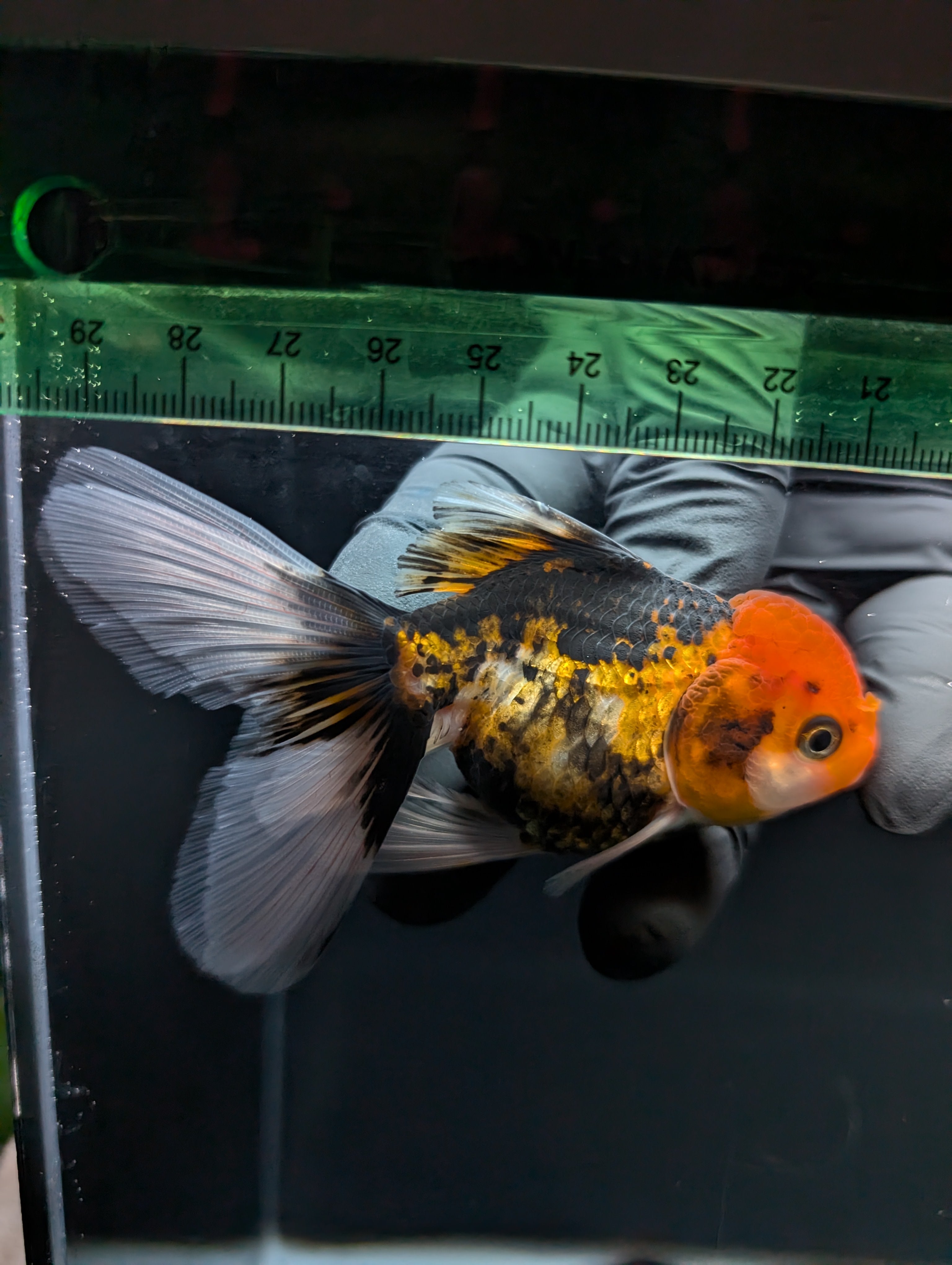 Thai Juvenile Oranda Tricolor 3"-3.5" in.  ID#717T1A-005