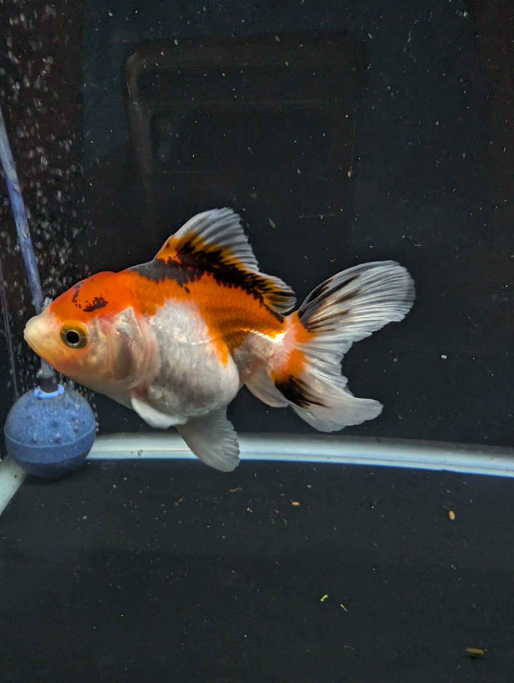 Thai Juvenile Oranda Tricolor 3"-3.5" in.  ID#626T1A-004