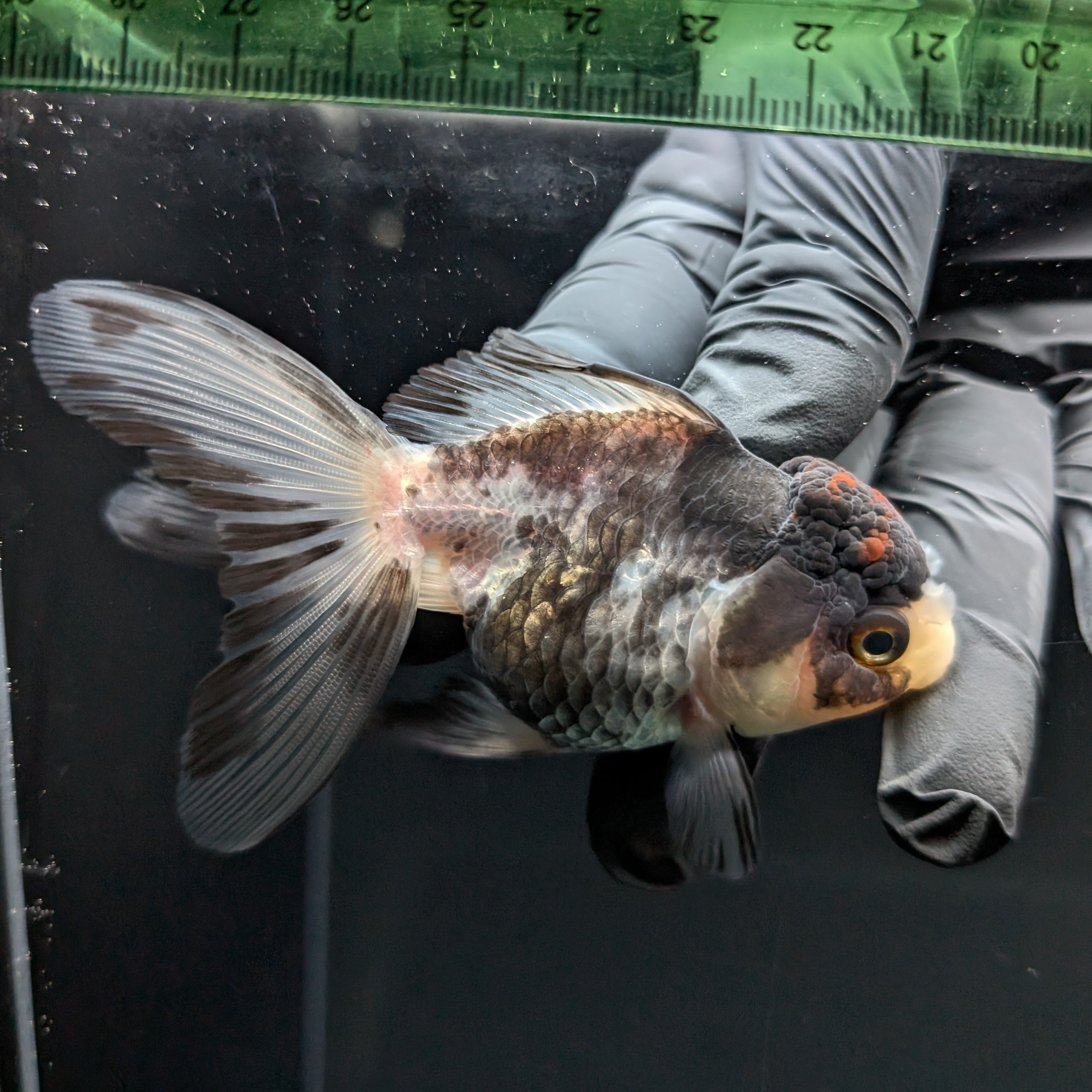 Thai Juvenile Oranda Tricolor 3"-3.5" in.  ID#724T1A-022
