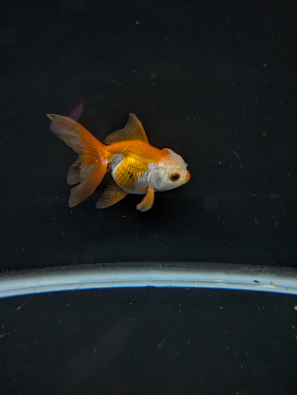 Juvenile Oranda  Red White 3"-3.5"in.  ID#619T1A-016