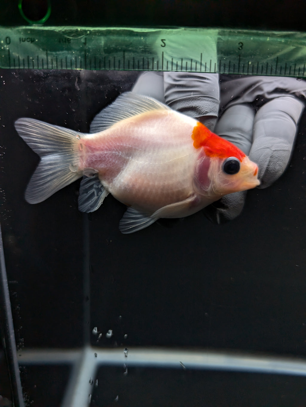 Tamasaba Red White 3"-3.5" in. ID#1009TM1B-002