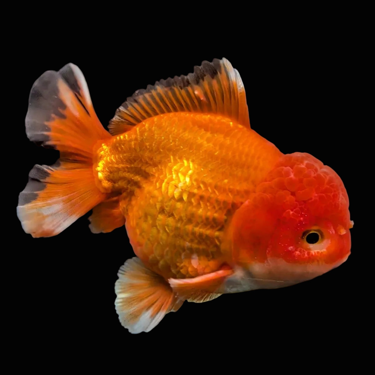 Jumbo Oranda Yuan Bao Red 4.5"-5"in. ID#904YB13A-004