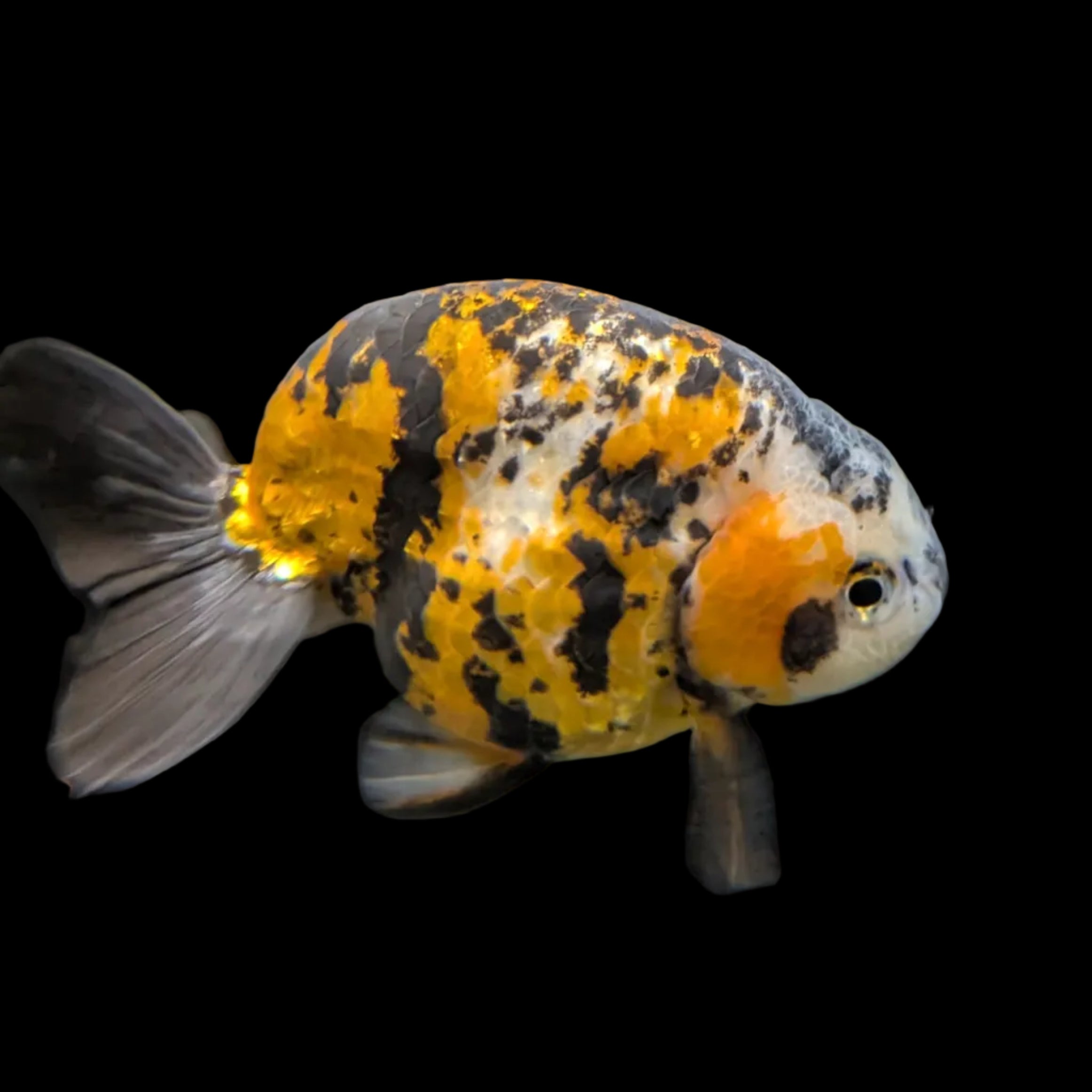 Thai Jumbo Ranchu *Special Color Tiger Calico 5" - 5.5" in. ID#116R4B-06