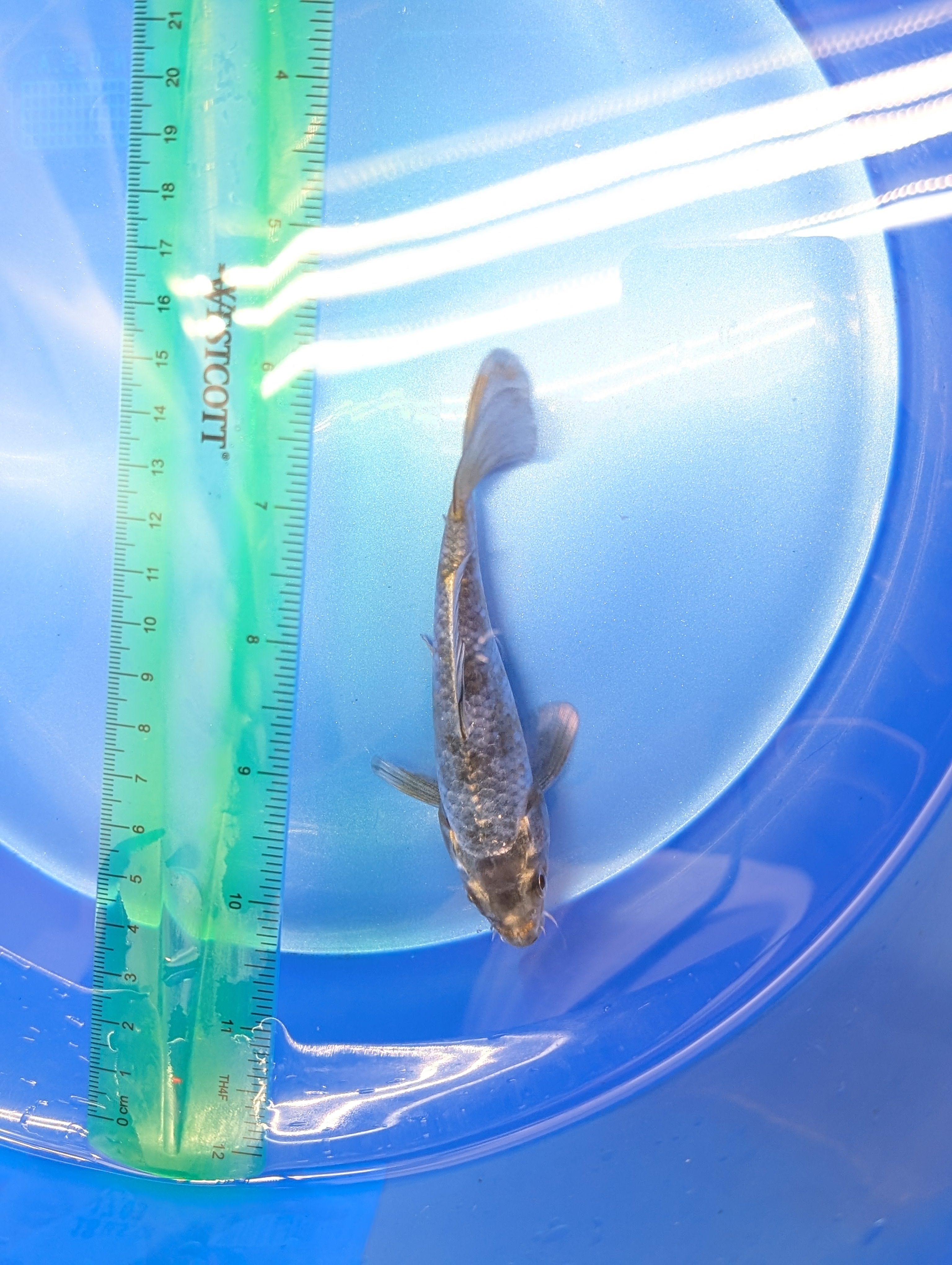 Kawari Koi  4"in. ID#806BFK-022