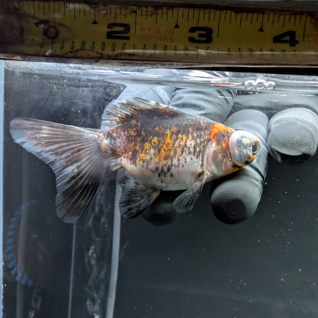 Telescope Butterfly Kirin Calico 3.5"-4" in. ID#515B4A-023 Please See Notes.