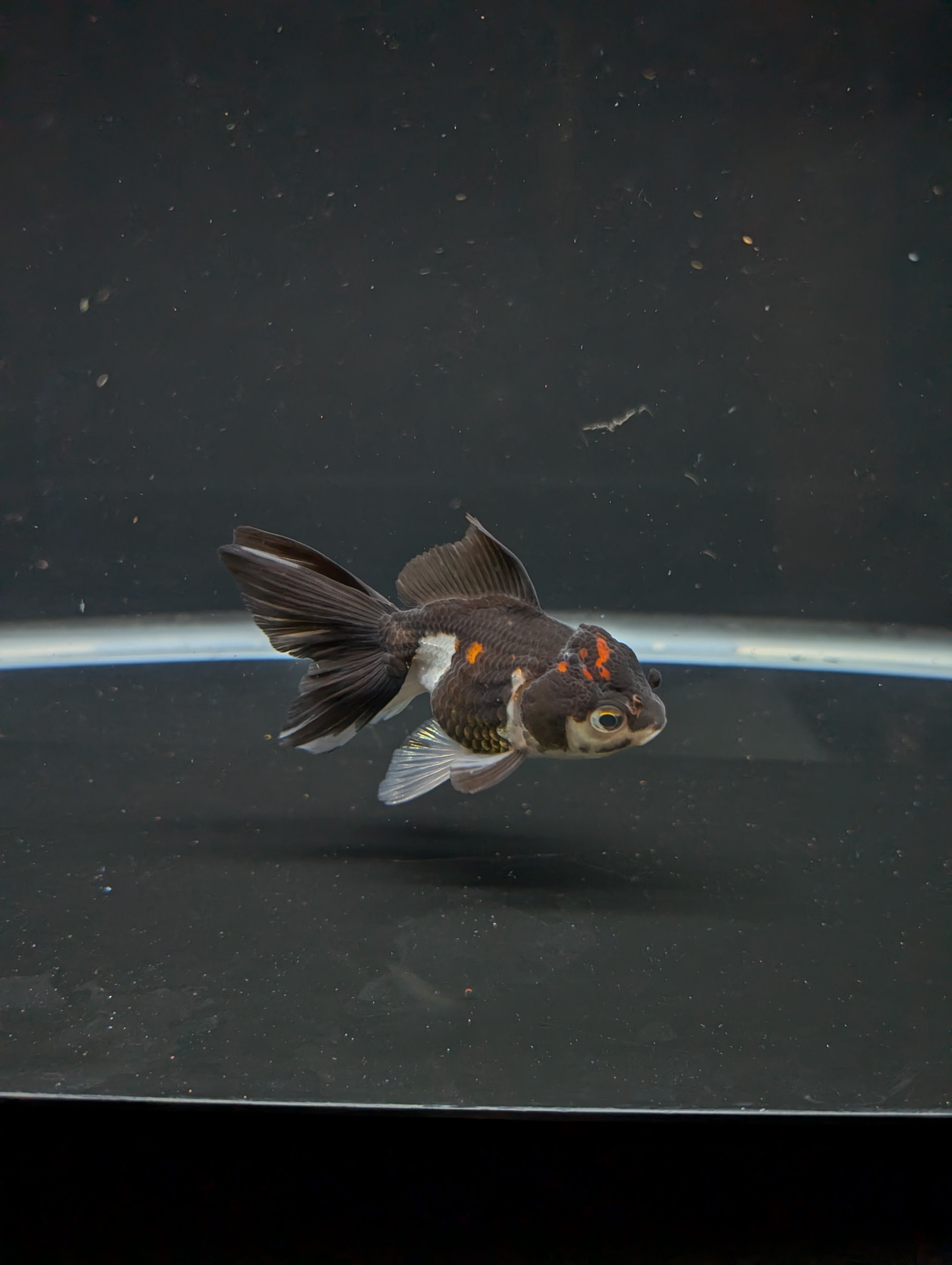 Juvenile Oranda Panda 3.5"-4" in.  ID#508T2A-028