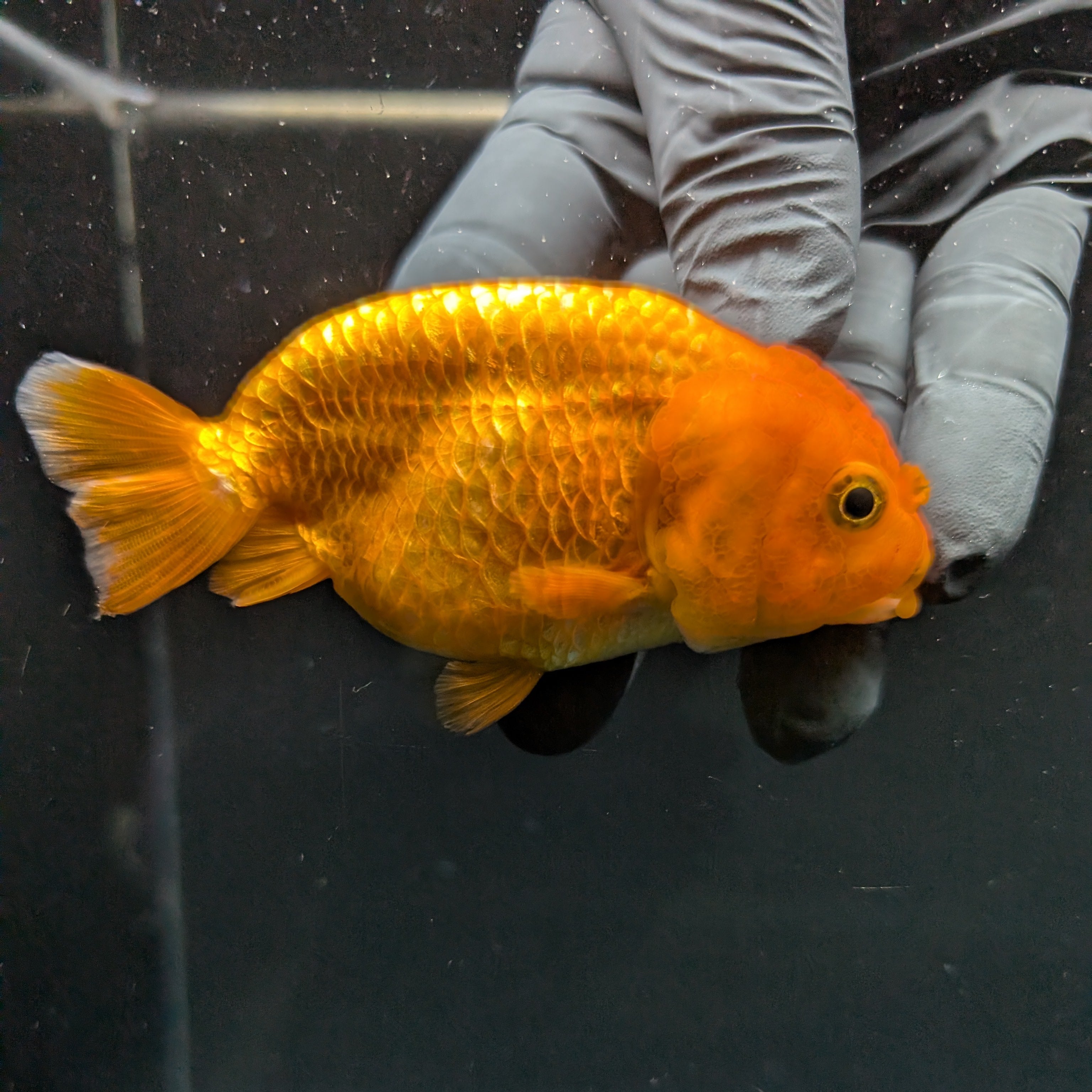 Ranchu Red White 3.5"-4"in. ID#828R4A-024