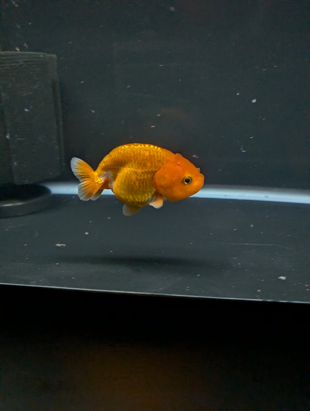 Ranchu Red White 3"-3.5" in. ID#501R13A-023