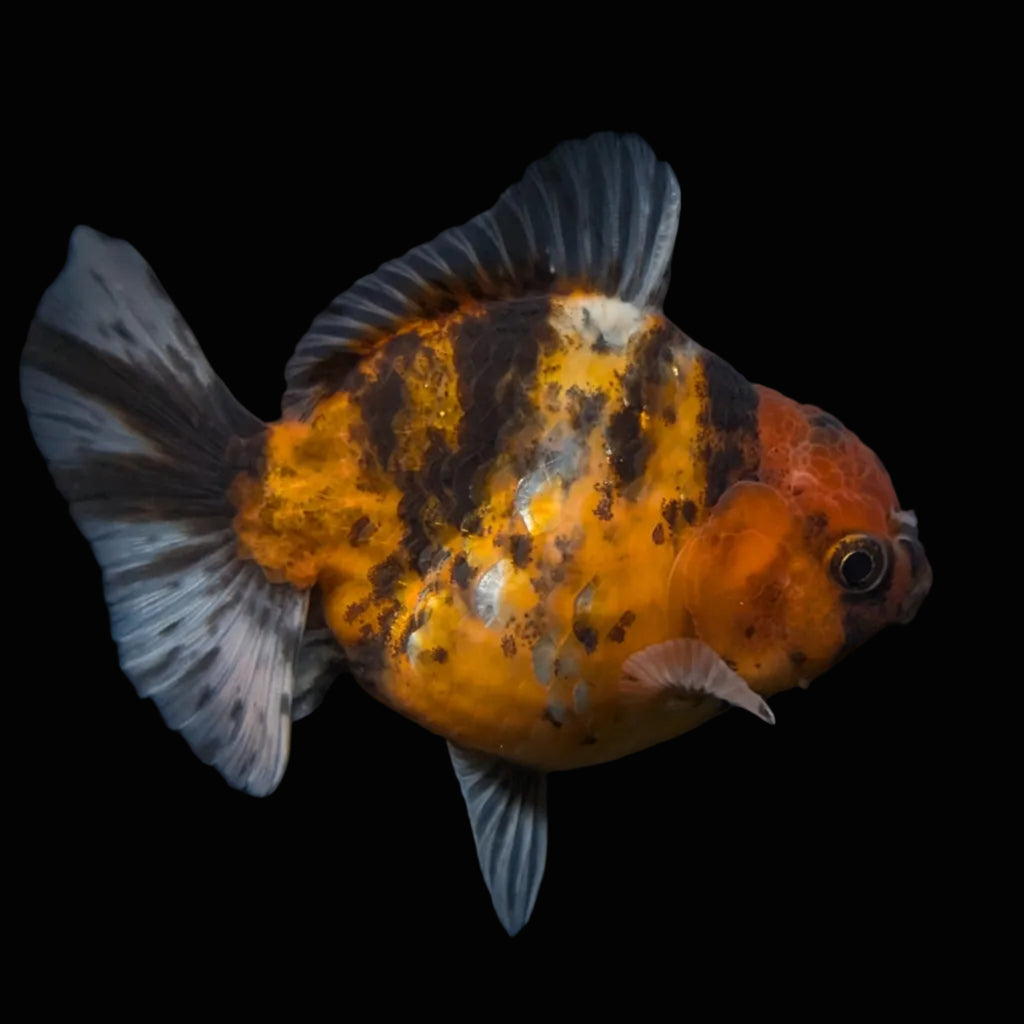 Thai Oranda Shogun Tiger Calico 4" in. ID#626SG7A-004