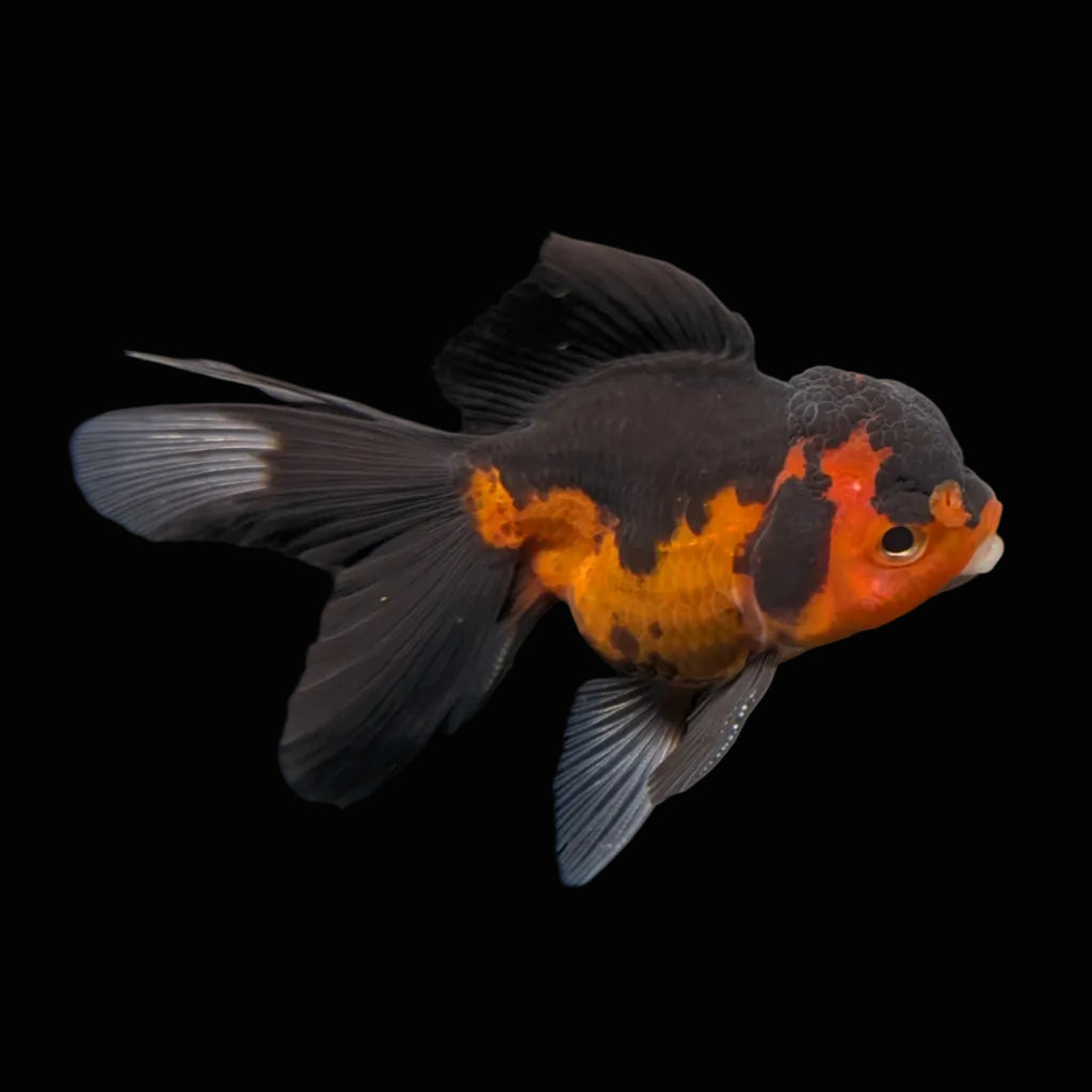 Thai Juvenile Oranda Tricolor 3"-3.5" in.  ID#703T1A-0011