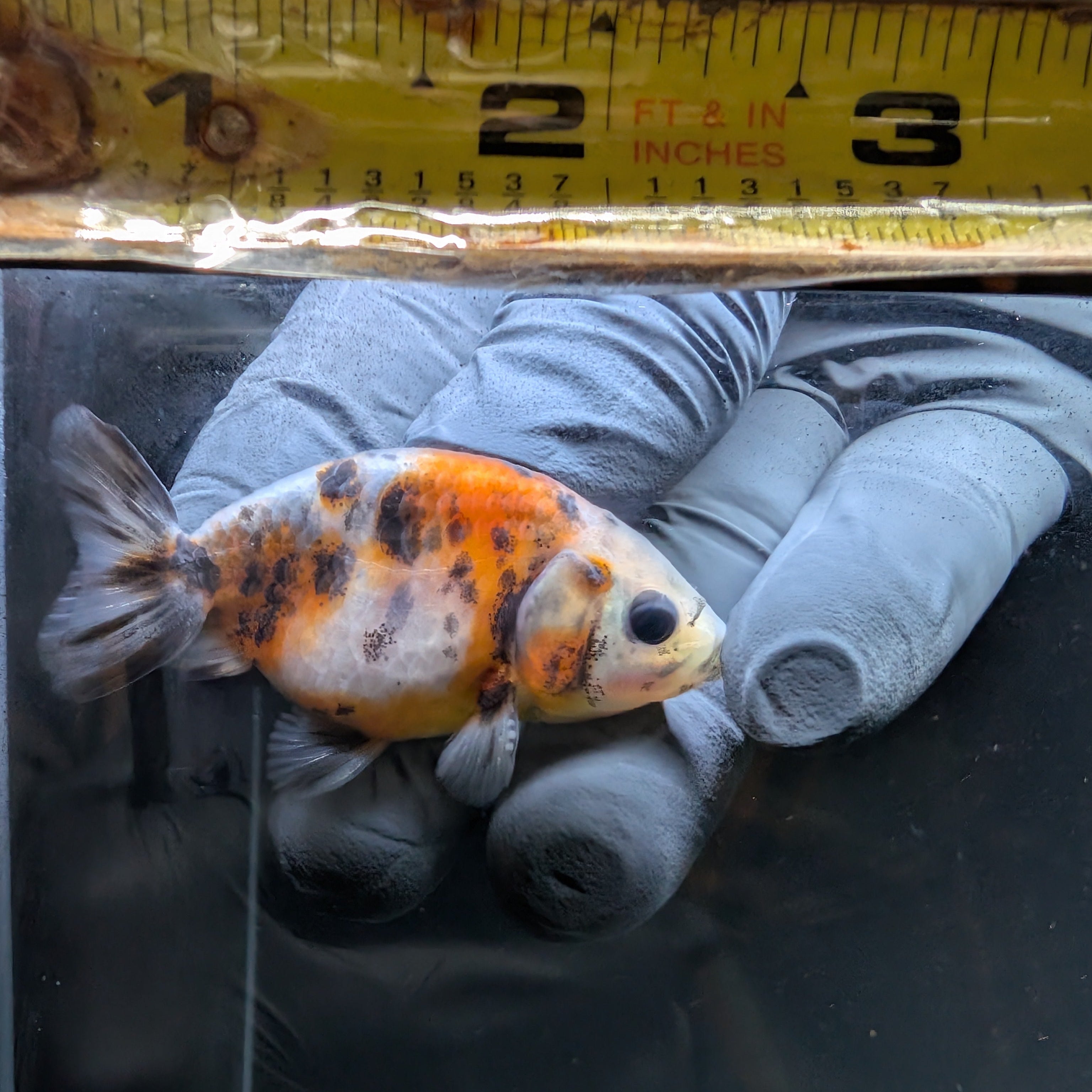 Baby Ranchu  Calico 2"-2.5" in. ID#508R3A-023