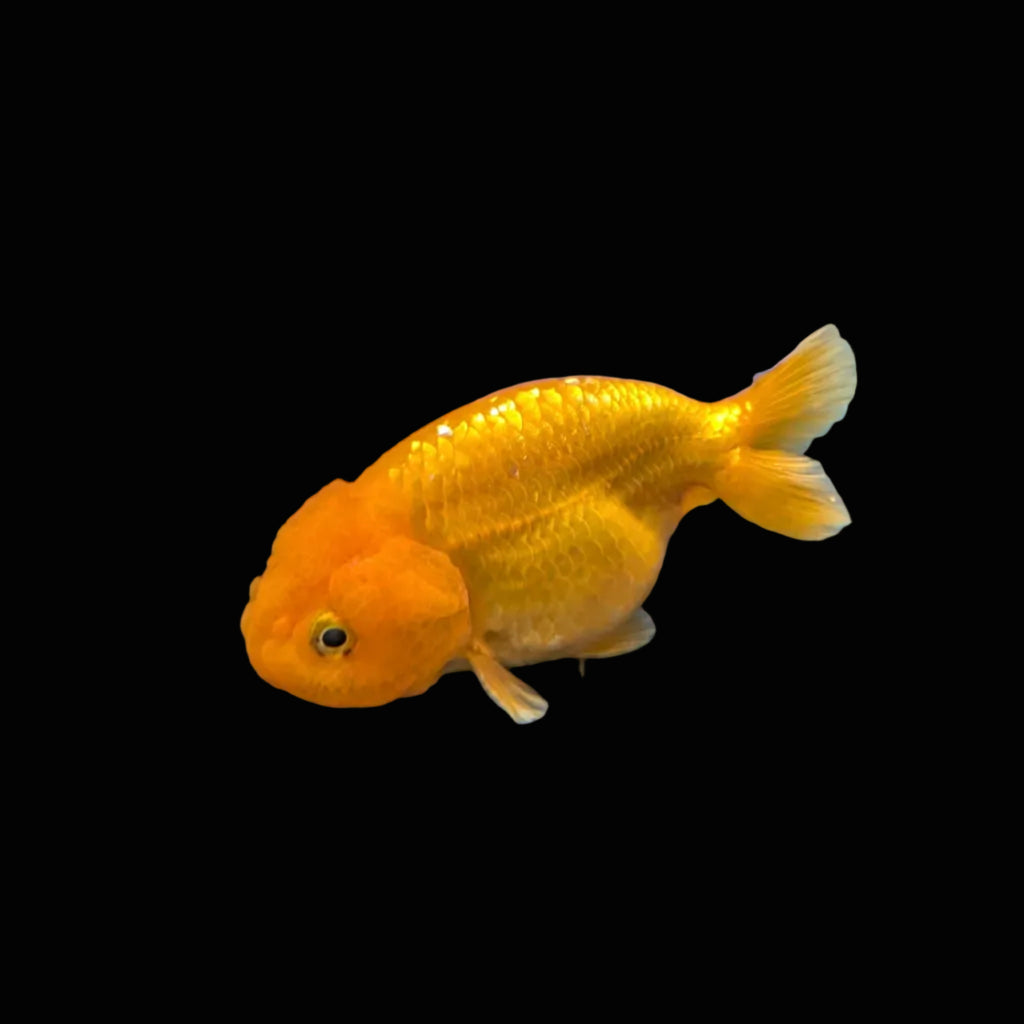 Ranchu Red White 3"-3.5" in. ID#3201A-002