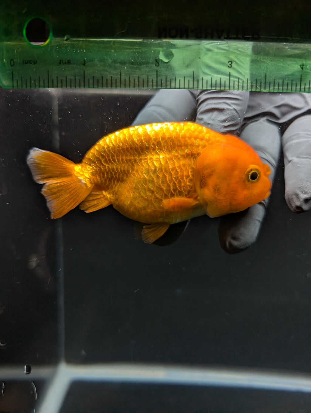 Ranchu Red White 3.5"-4"in. ID#828R4A-024