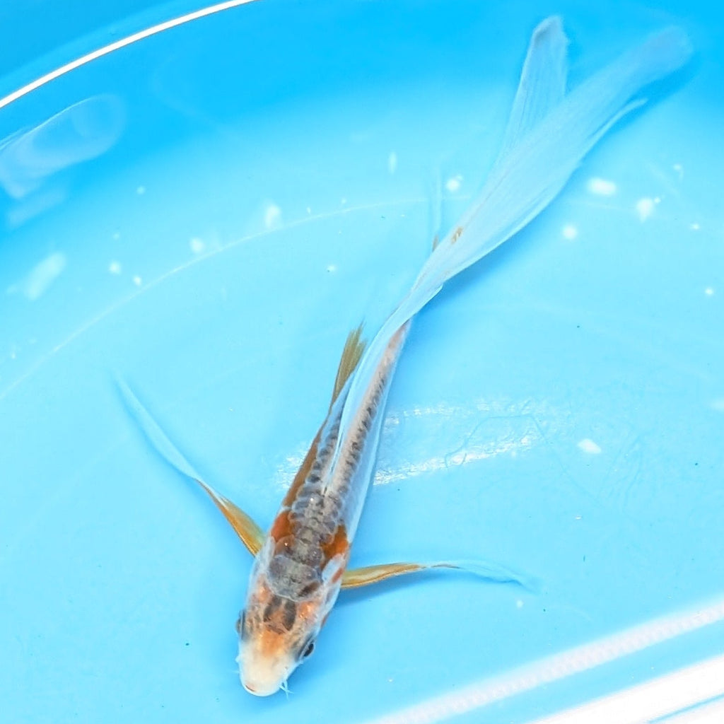 Shusui Butterfly Koi  5"-6" in. ID#727BFK-004
