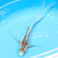Shusui Butterfly Koi  5"-6" in. ID#727BFK-004