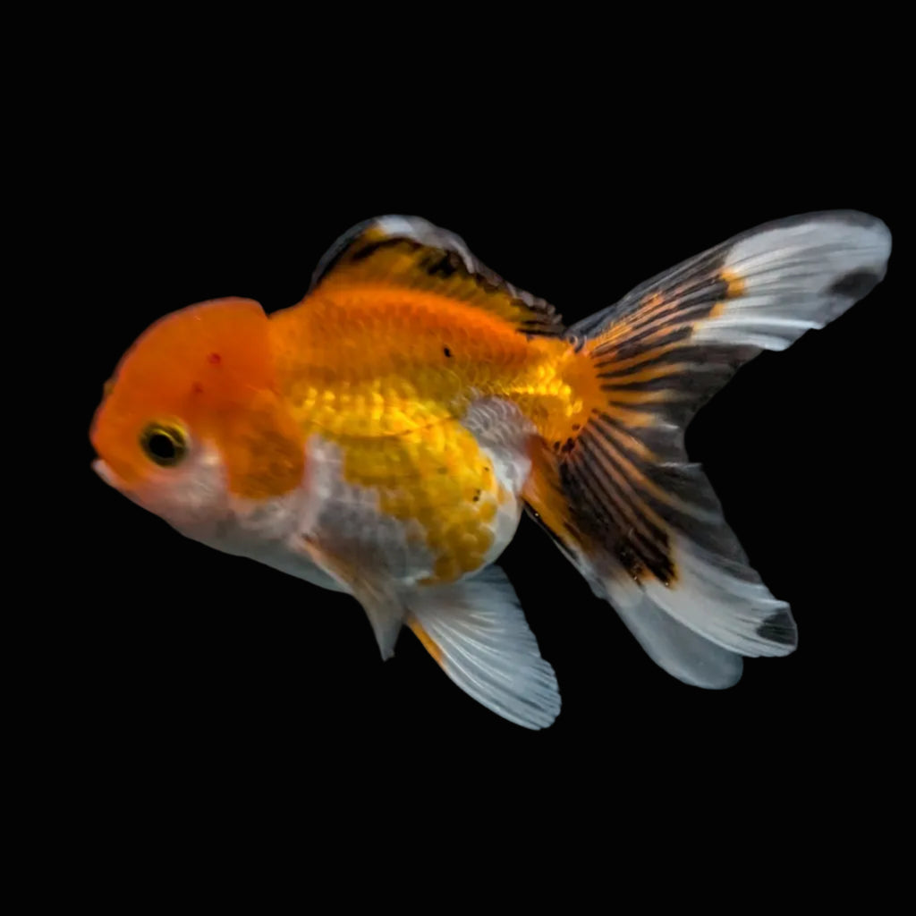 Juvenile Oranda Tricolor 3.5"-4" in.  ID#508T2A-022
