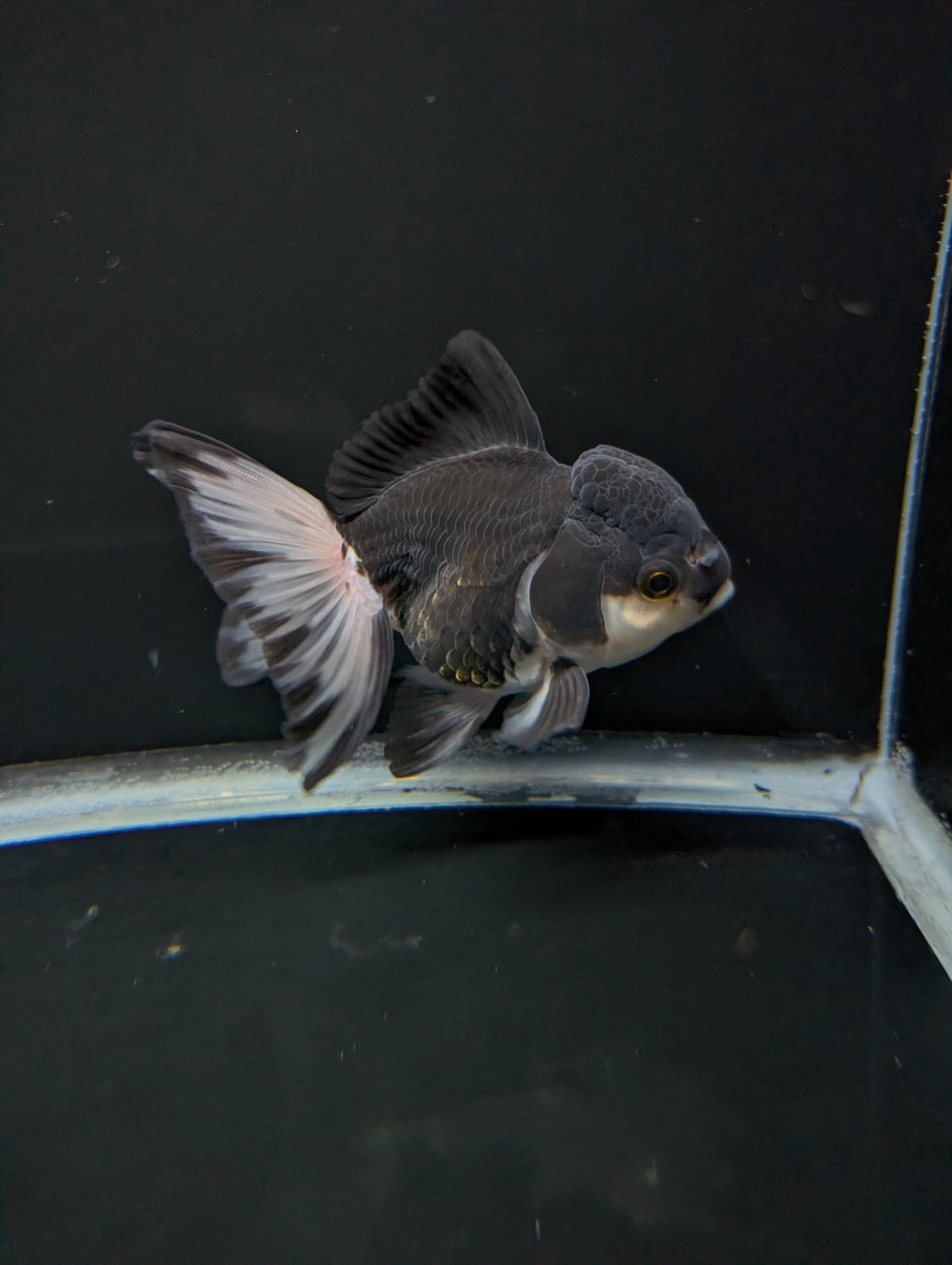 Thai Oranda Panda 4"-4.5"in.  ID#1023T1A-023