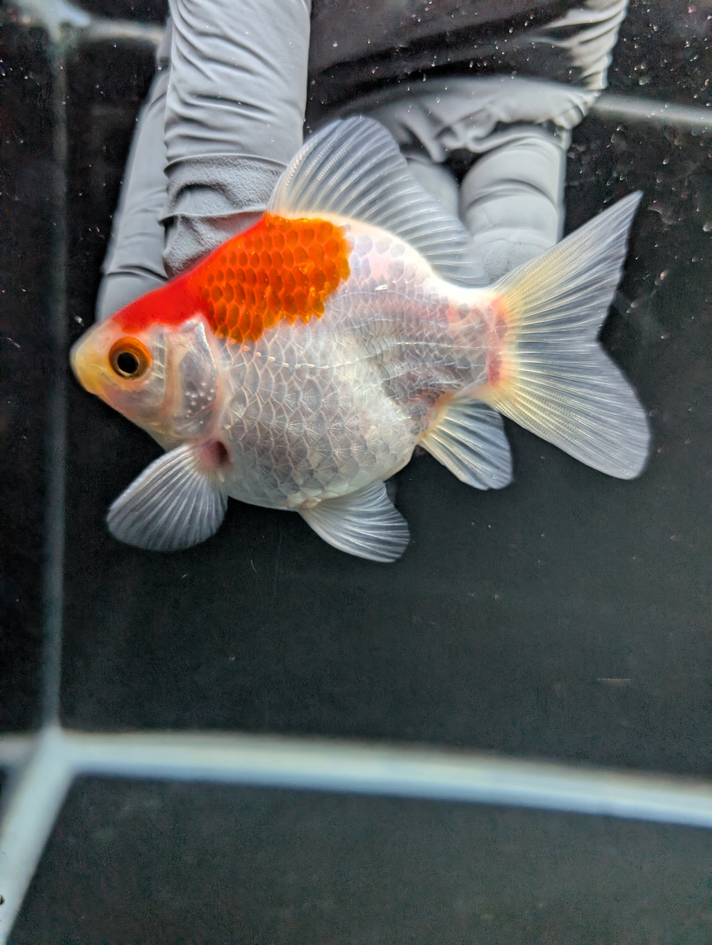 Tamasaba Red White 3"-3.5" in. ID#1009TM1B-007