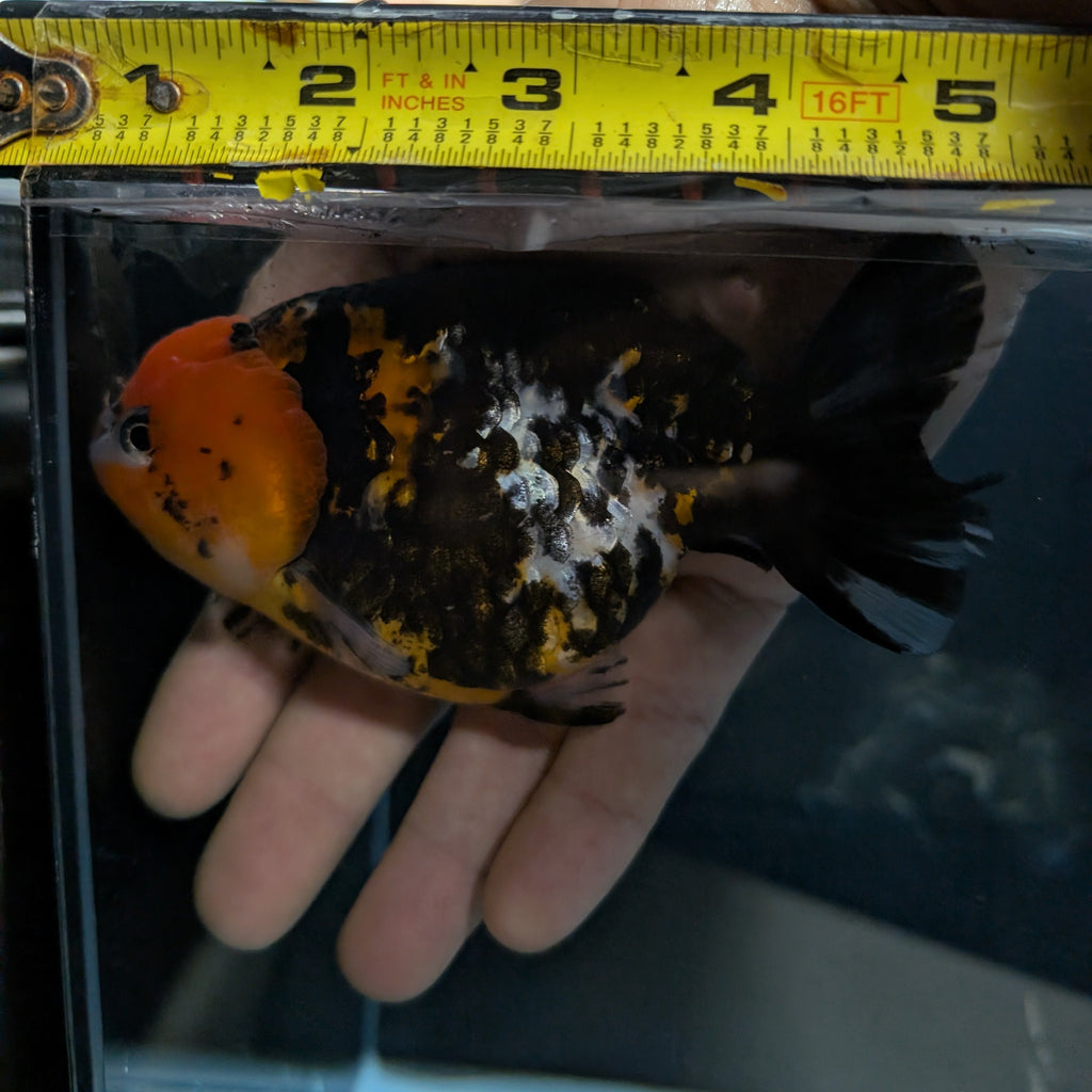 Jumbo Ranchu AA Grade *Special Color Calico 5" in. ID#116R4B-03