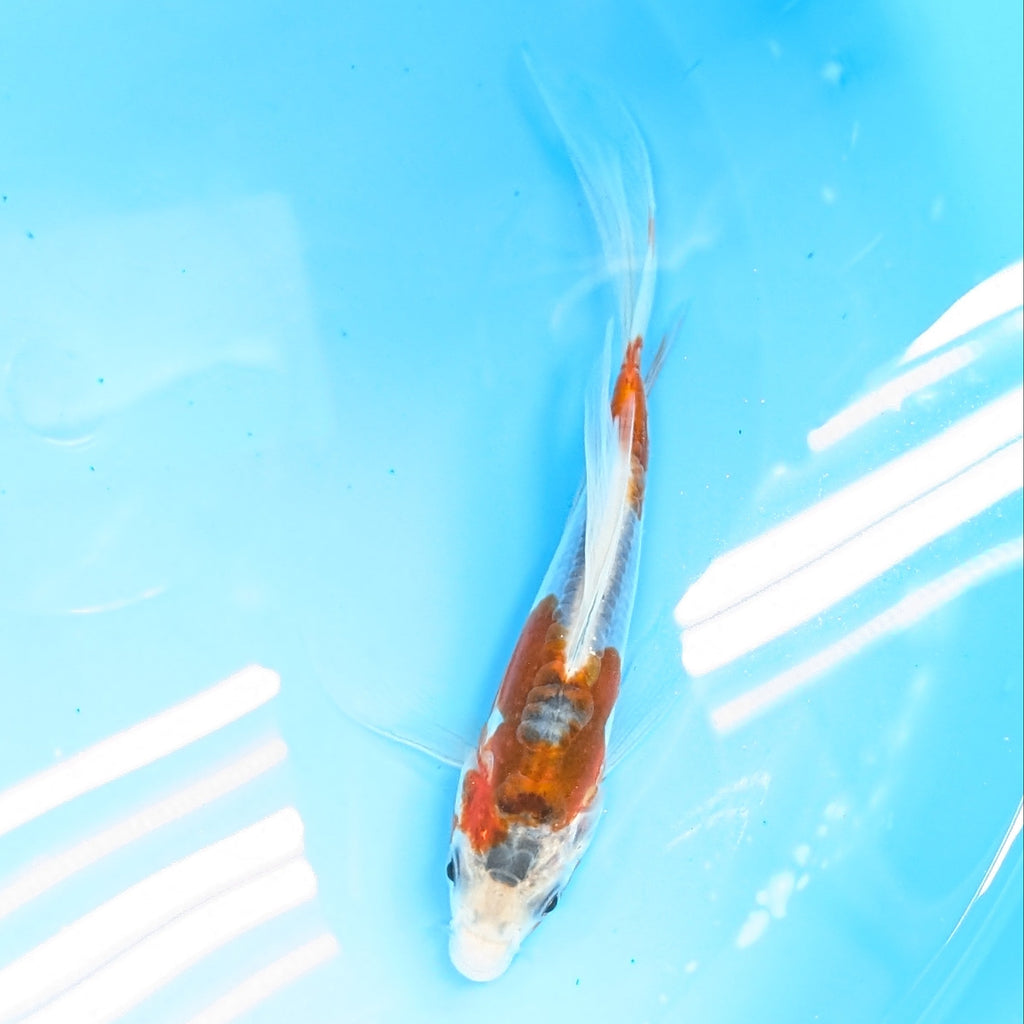 Shusui Butterfly Koi  6"-7'in. ID#727BFK-002