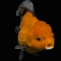 Thai Oranda Red Black  4.5"-5"  ID#718T5B-005