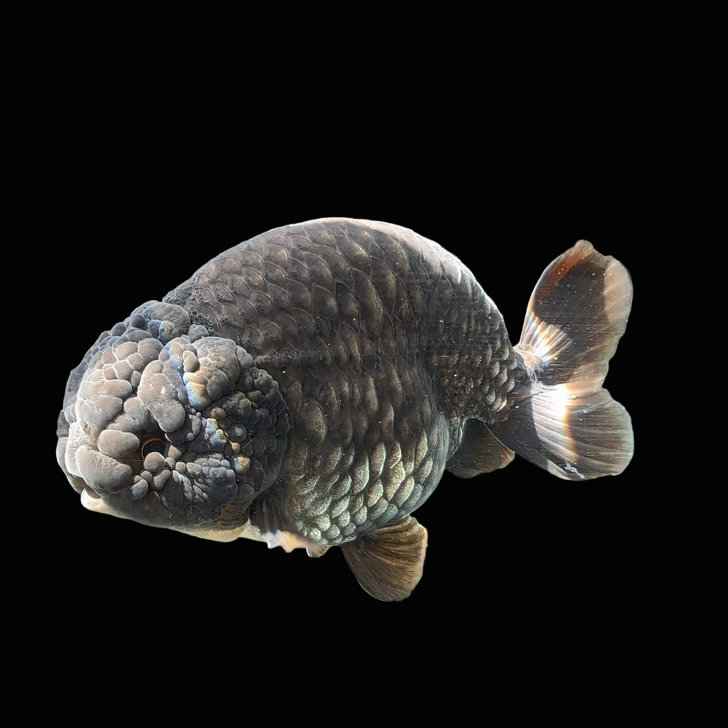 Jumbo Ranchu Dragon Scale Blue / Black 4.5"-5" in. ID#1009R8A-055