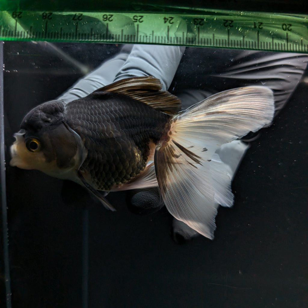 Thai Juvenile Oranda Panda 3.5"-4"in.  ID#724T1A-027