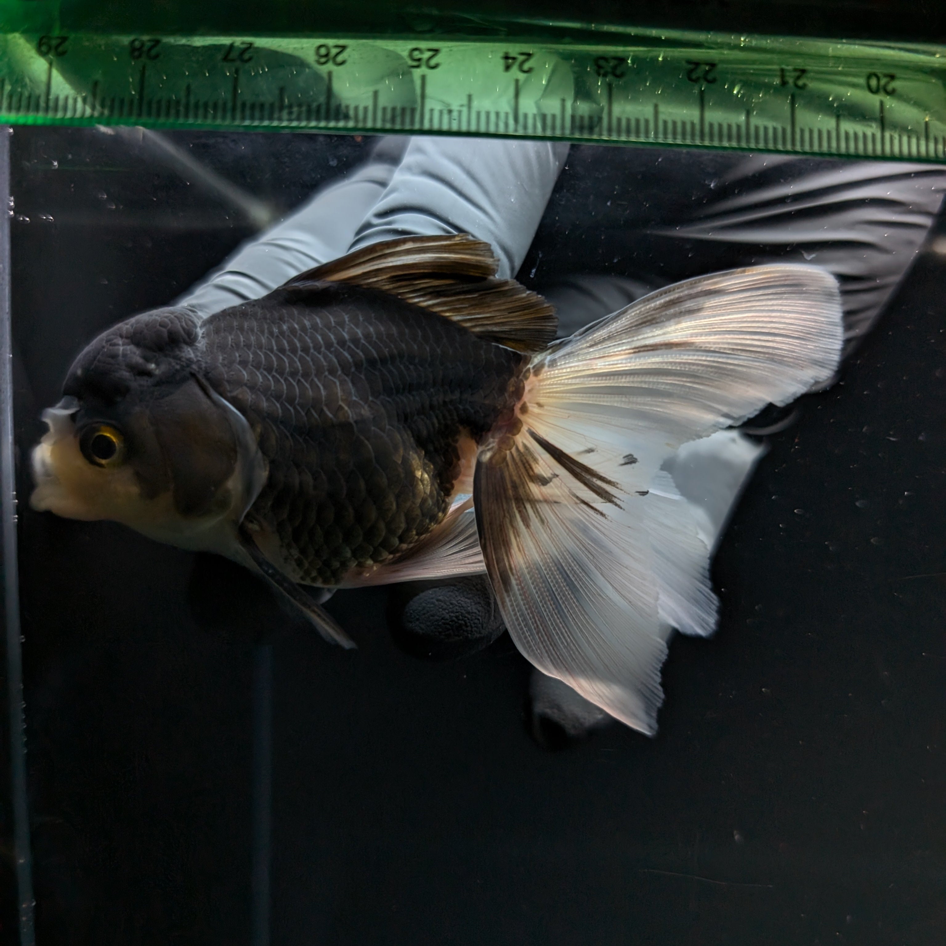 Thai Juvenile Oranda Panda 3.5"-4"in.  ID#724T1A-027