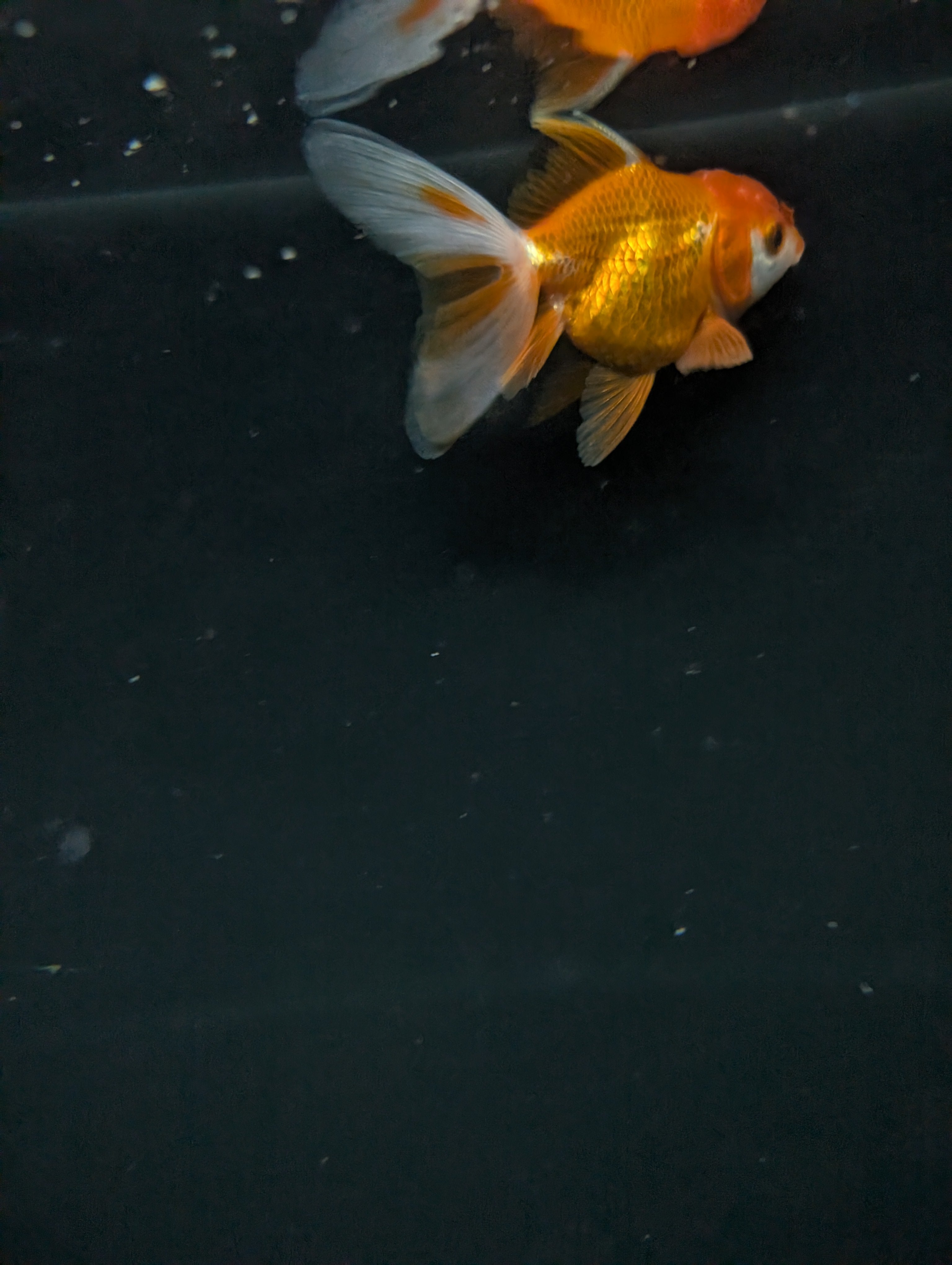 Juvenile Oranda  Red White 3"-3.5"in.  ID#619T1A-013