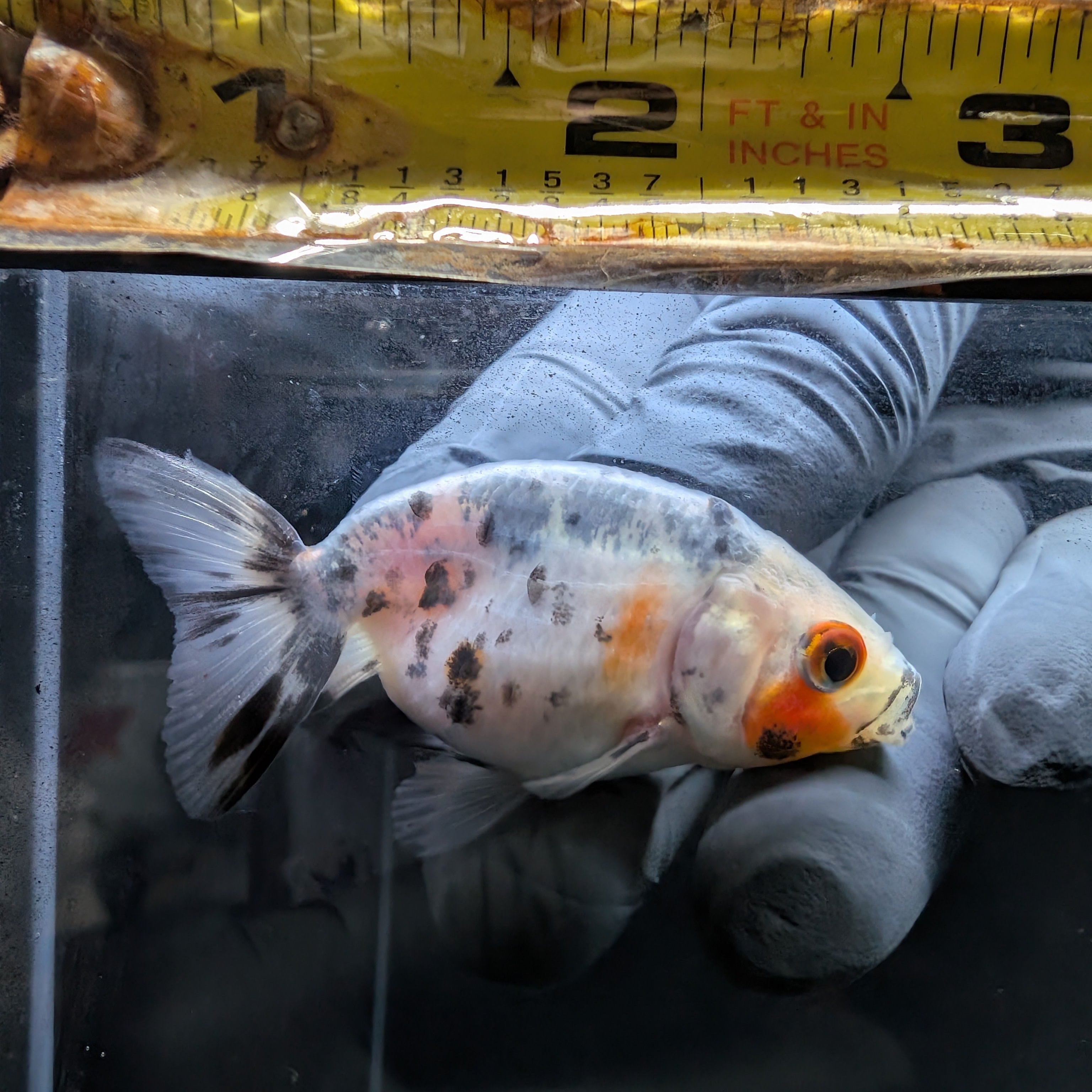 Baby Ranchu  Calico 2"-2.5" in. ID#508R3A-020