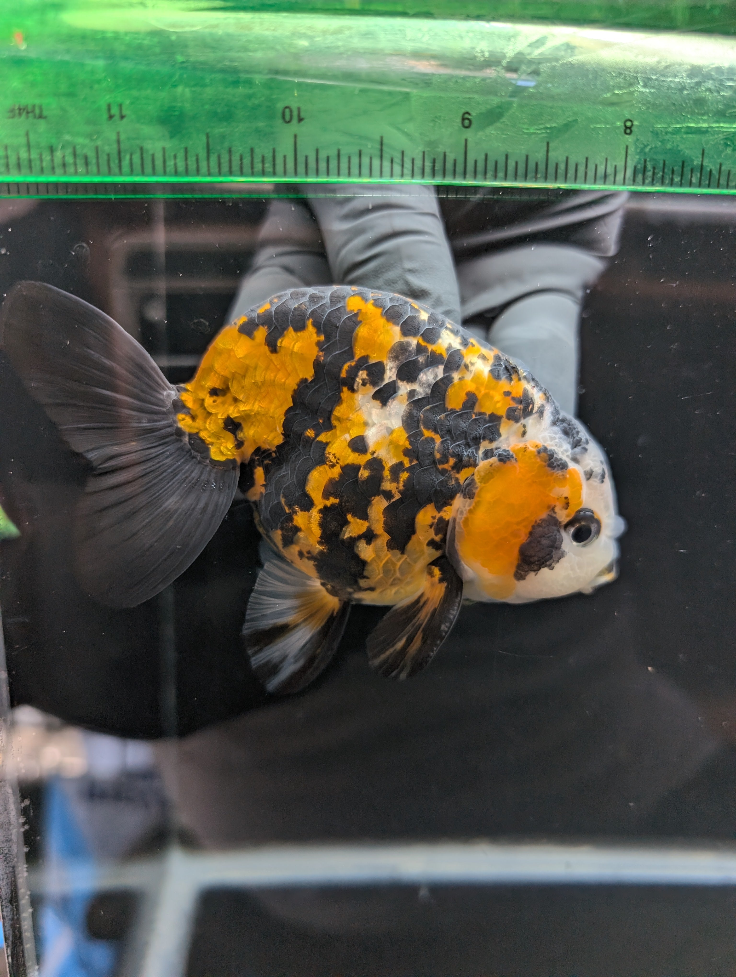 Thai Jumbo Ranchu *Special Color Tiger Calico 4"-4.5" in. ID#807R9A-001 Please See Notes.